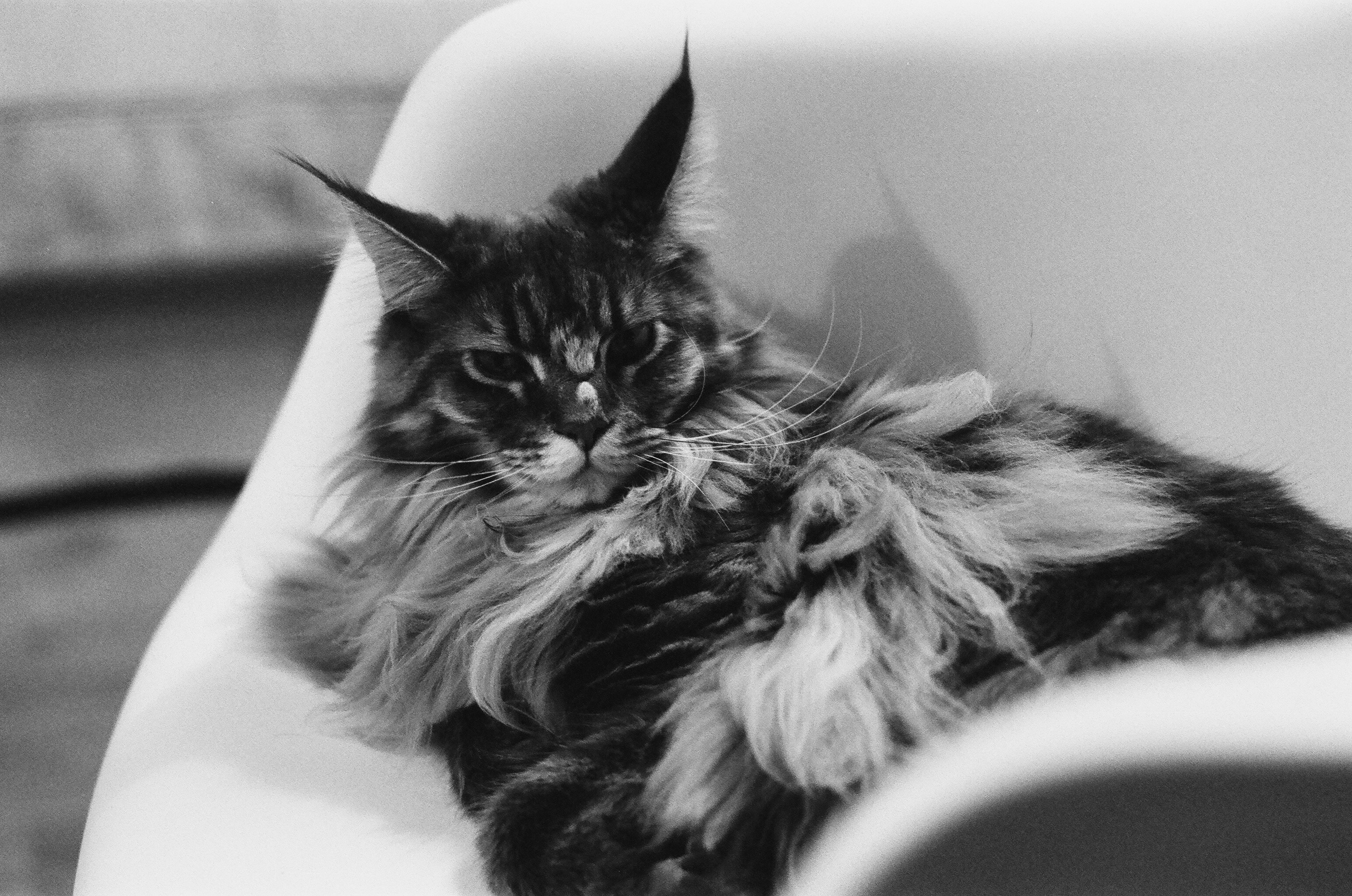 Film. Ruslan UI Dev Page