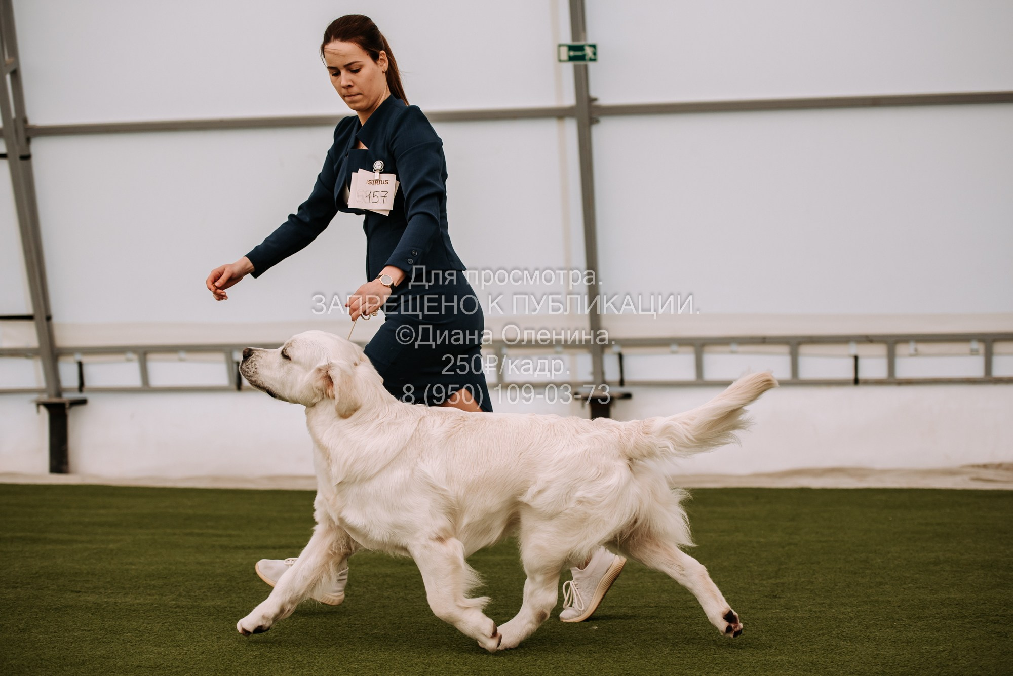 Выставка собак Красноярск 2.06. Фотограф Диана Оленина Красноярск / Братск