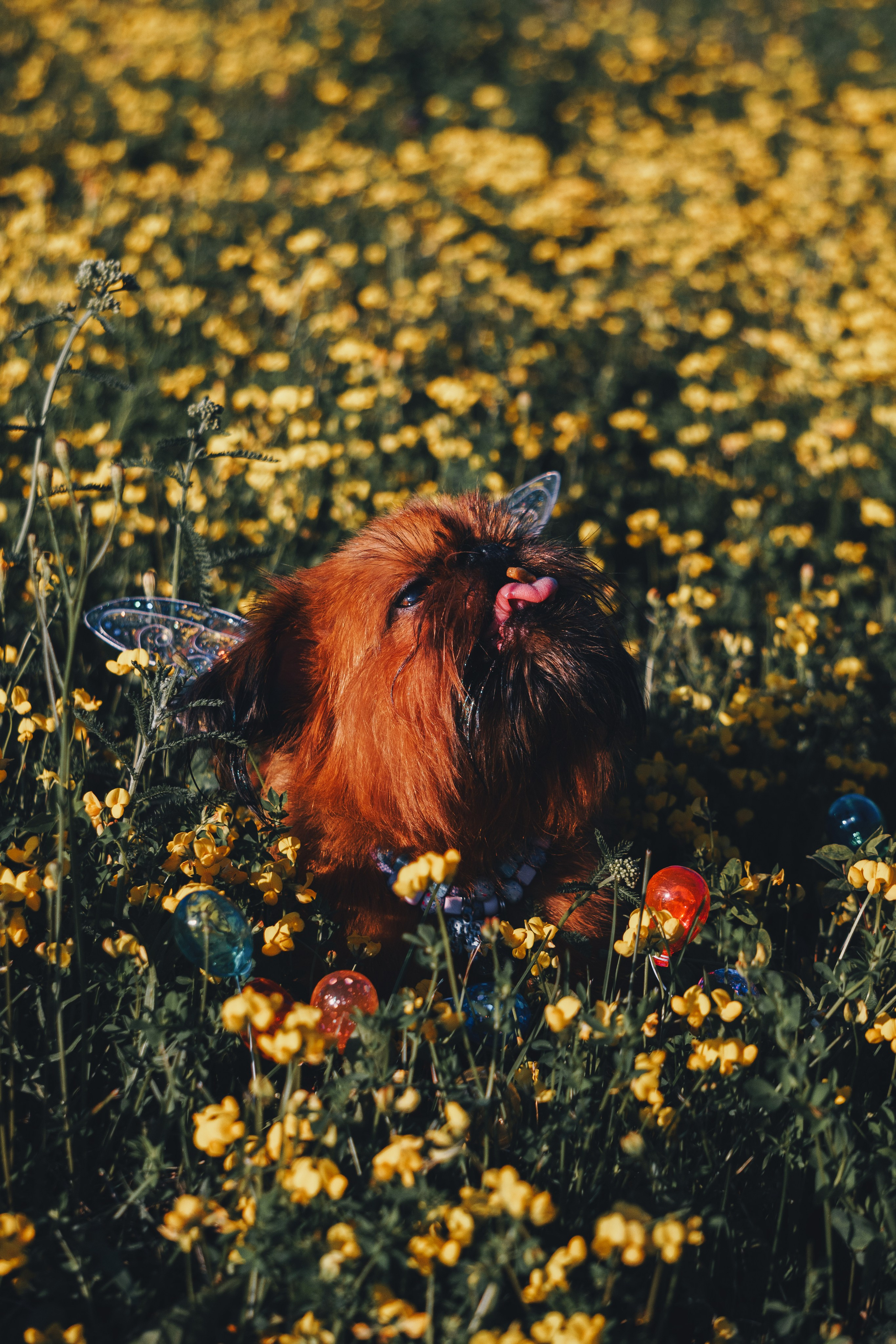 Катя и Яшма. Фотограф-анималист Ксения Воробьева, Москва