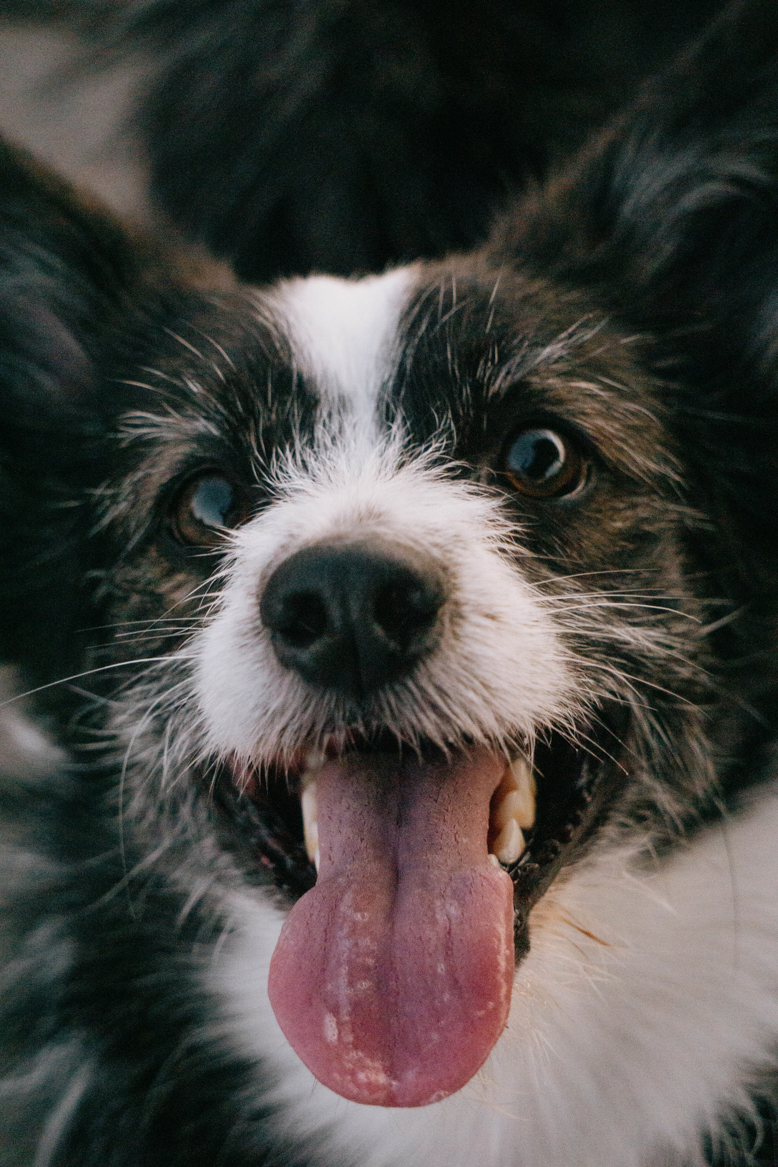 Даша и Тюбик. Фотограф-анималист Ксения Воробьева, Москва