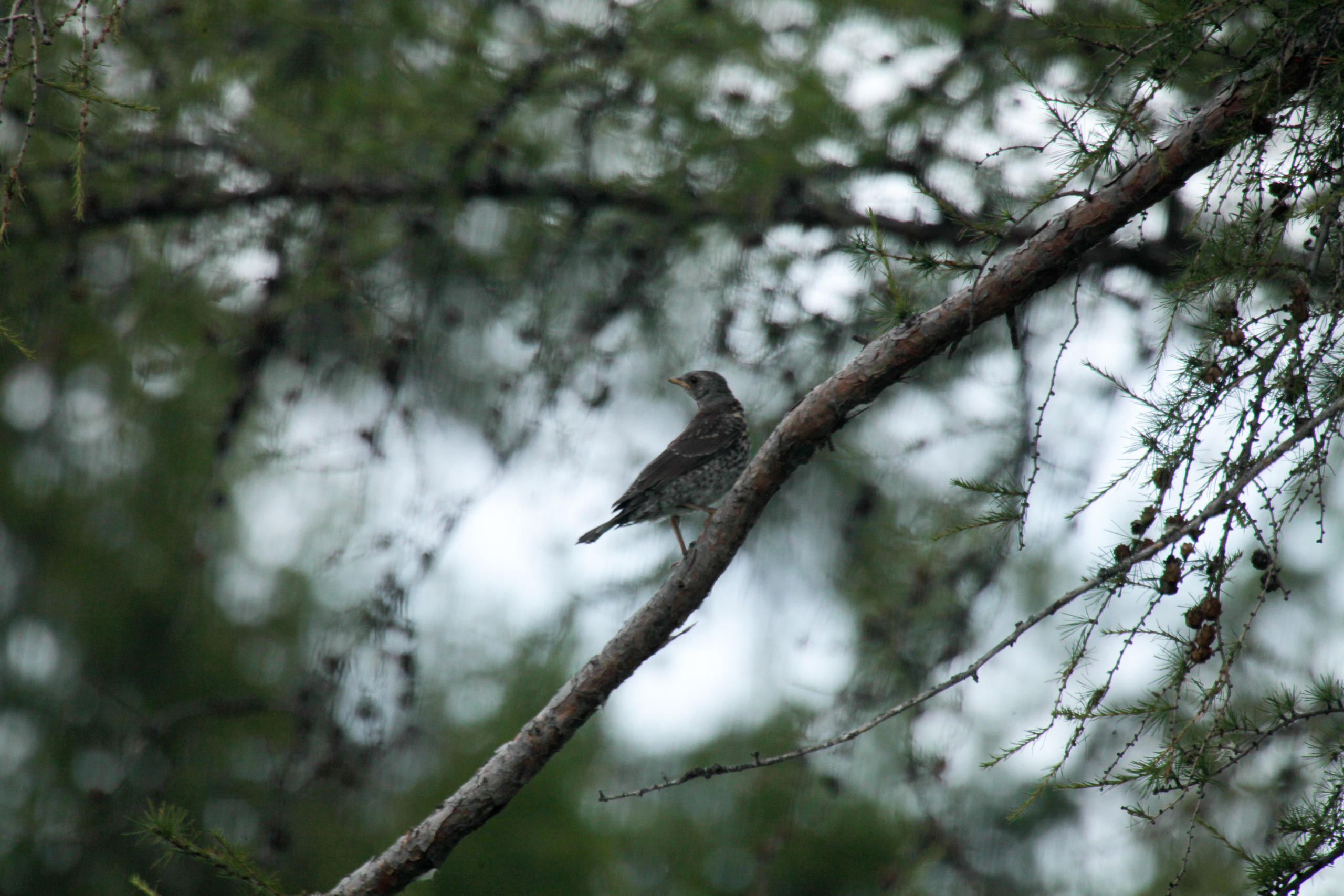 Фото Природы Забайкалья. Студия Максима Белослюдцева