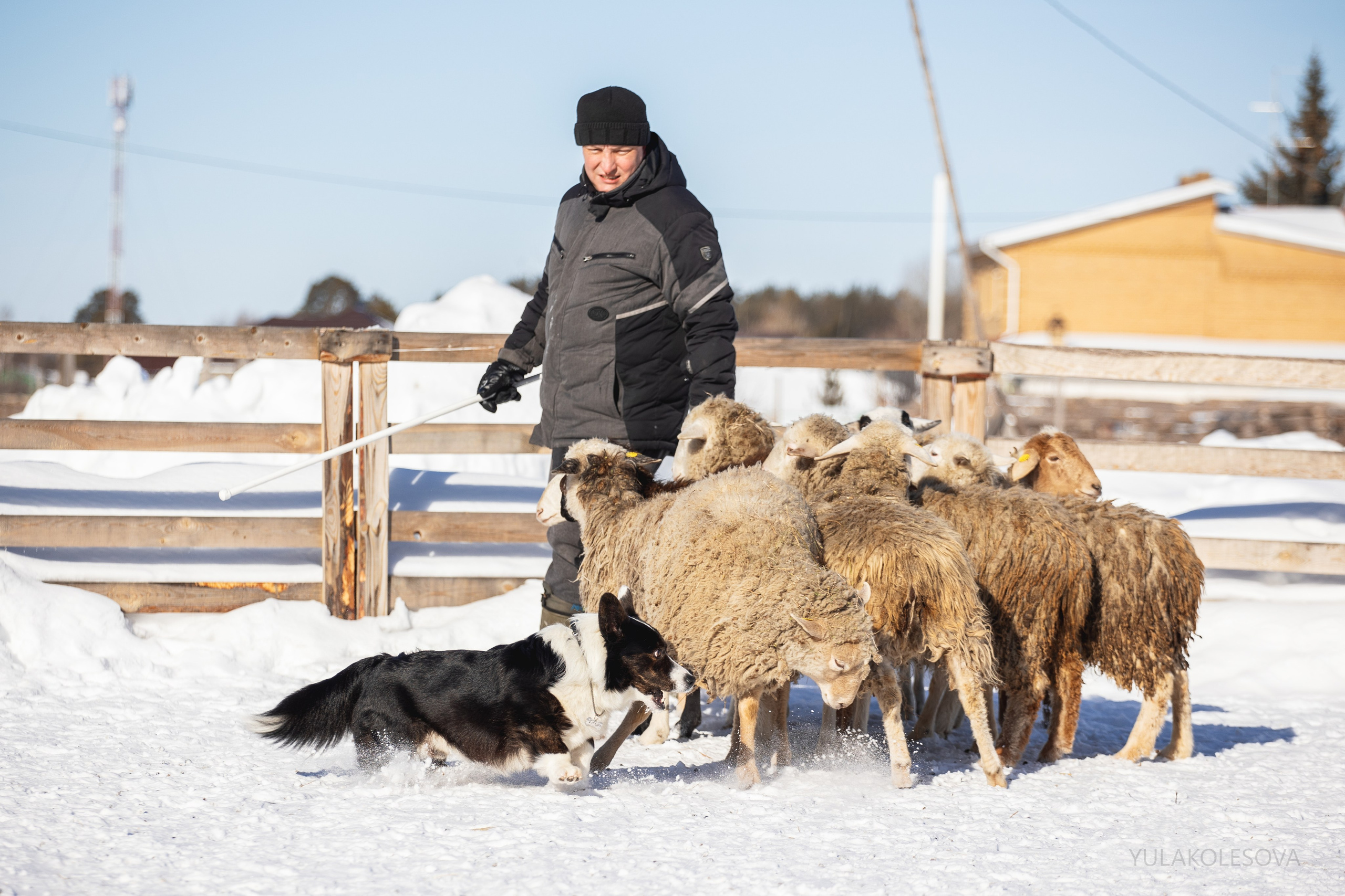 Коргитуса 2.03.2024. YULA KOLESOVA | Фотограф — Анималист | Художник | Тюмень