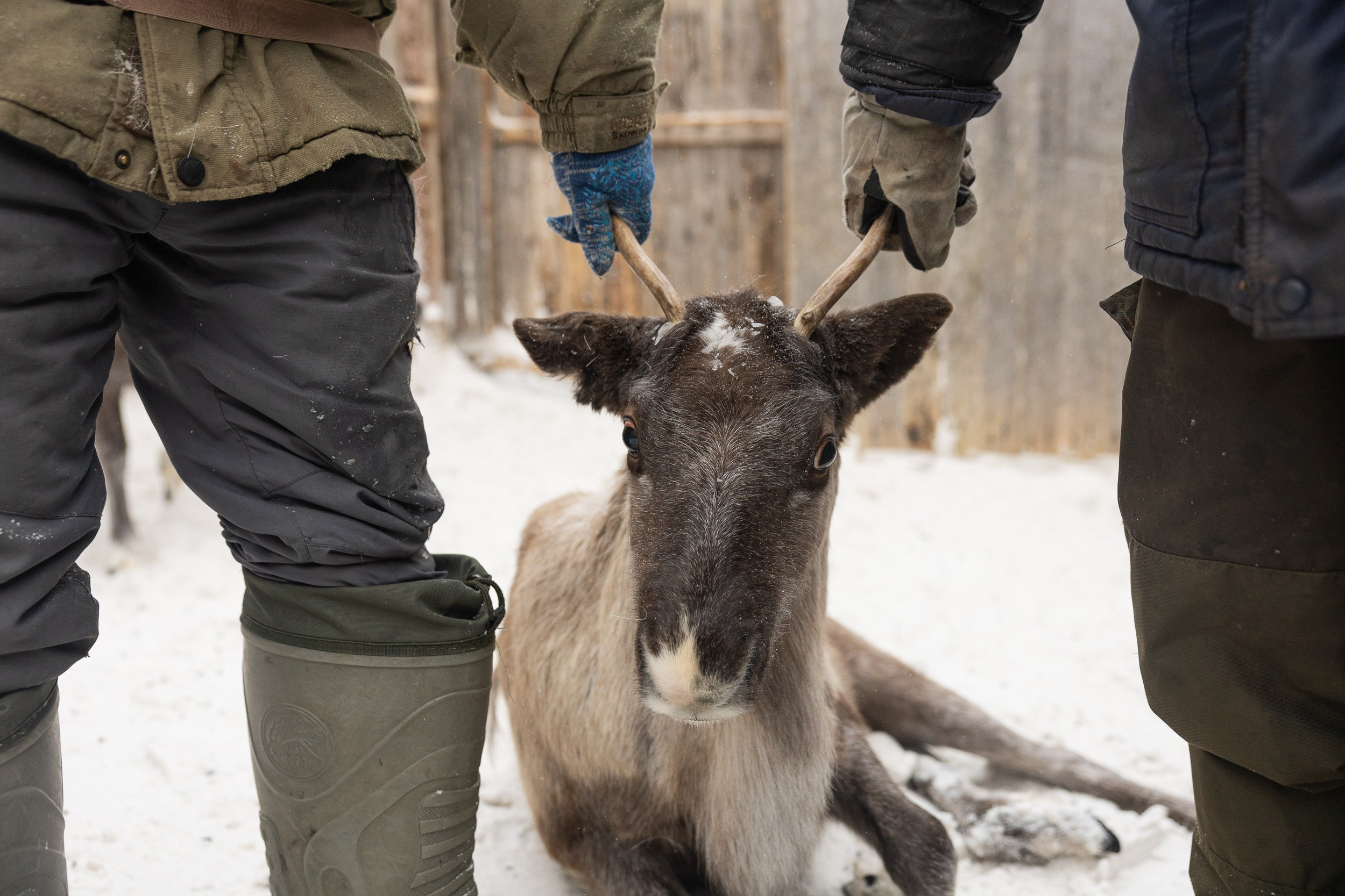 Ловозеро. Оленеводы. Алиса Северная. Визуальные исследования. Пейзажная и документальная фотография