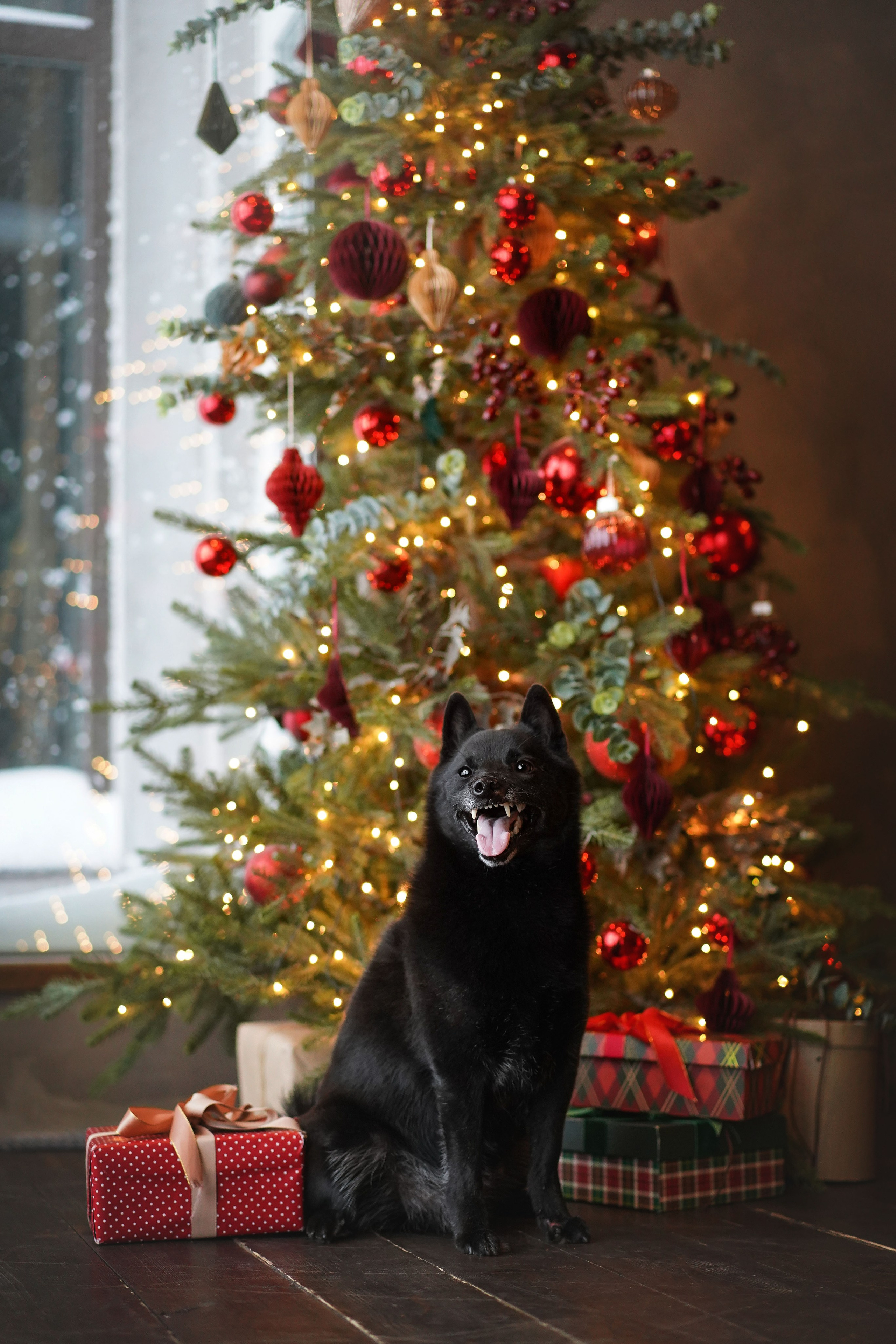 Арчи и Аня. Фотограф-анималист в Санкт-Петербурге Яна Мартынова