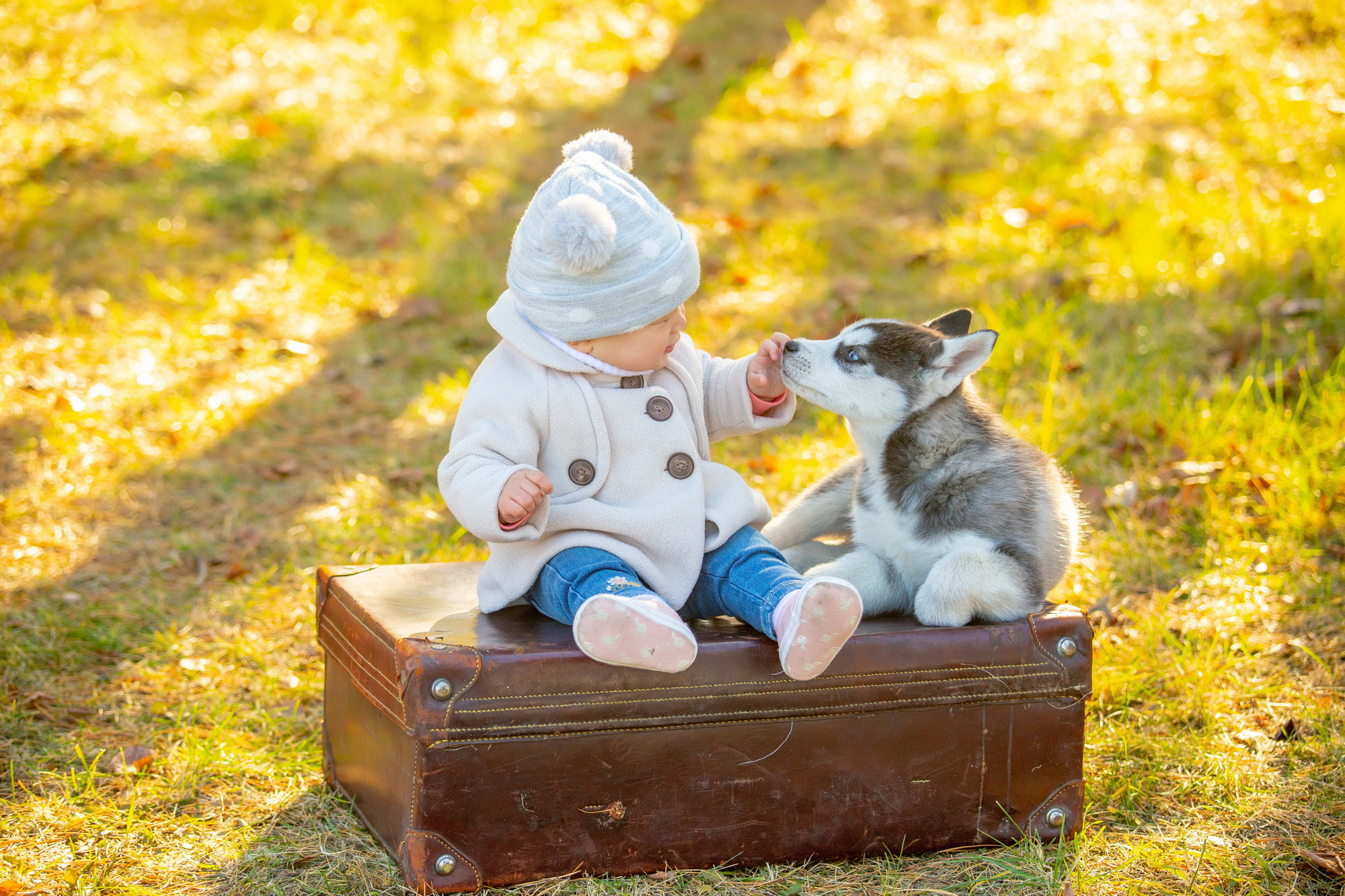 Фотосессия с хаски Иркутск. Фотограф видеограф Иркутск фото видео студия Алексея Марамзина