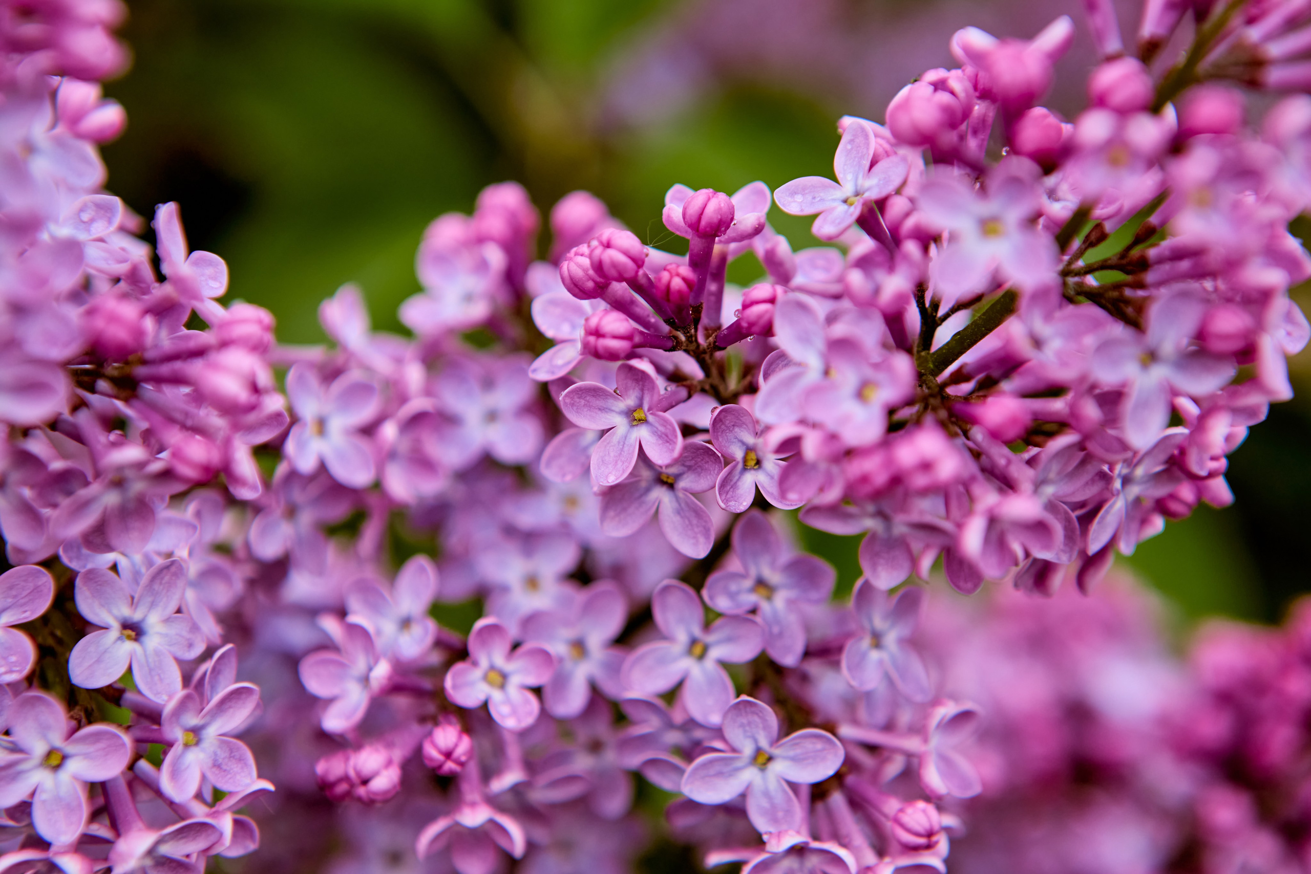 Пышные кисти сирени - символ весенней благодати, фотография православного портретного и детского Николая Голованова из Дзержинска.