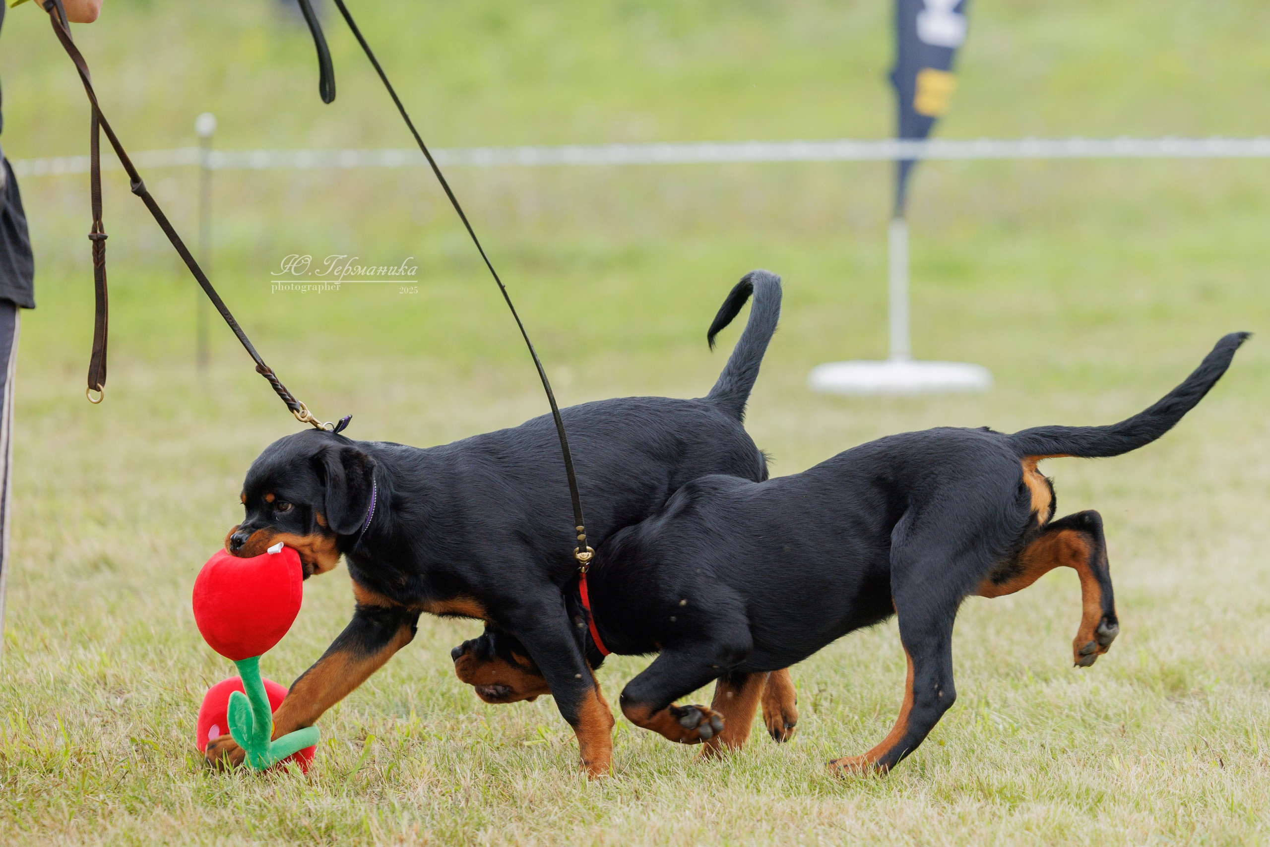 Рязань 2хмоно ротвейлеры 16-17.08.2025. Фотограф-анималист Юлия Германика