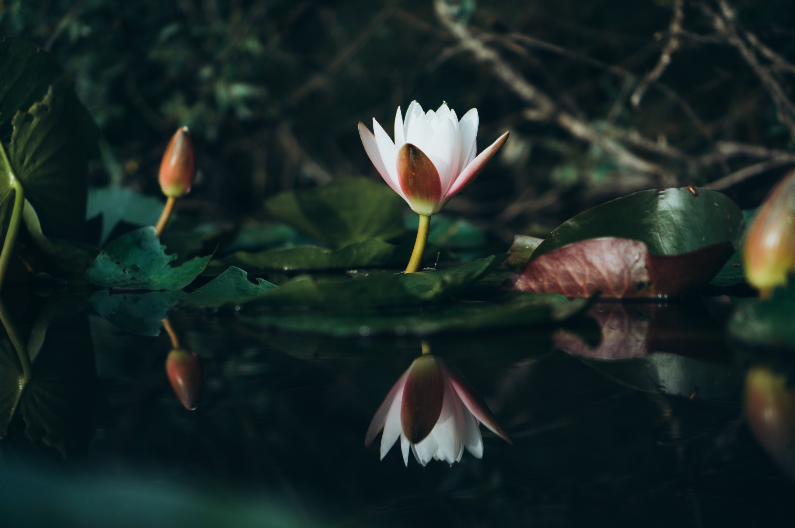 Софья | озеро с кувшинками. Обо мне