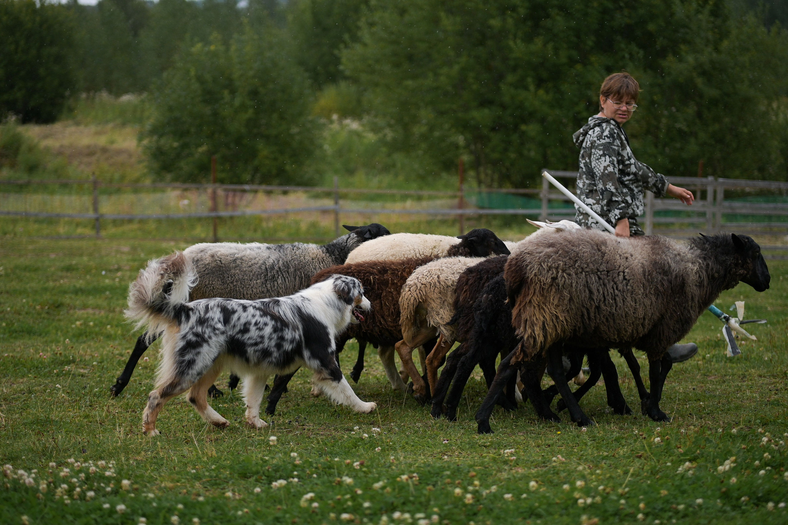 Пастьба собак. Творческий фотограф Вологда