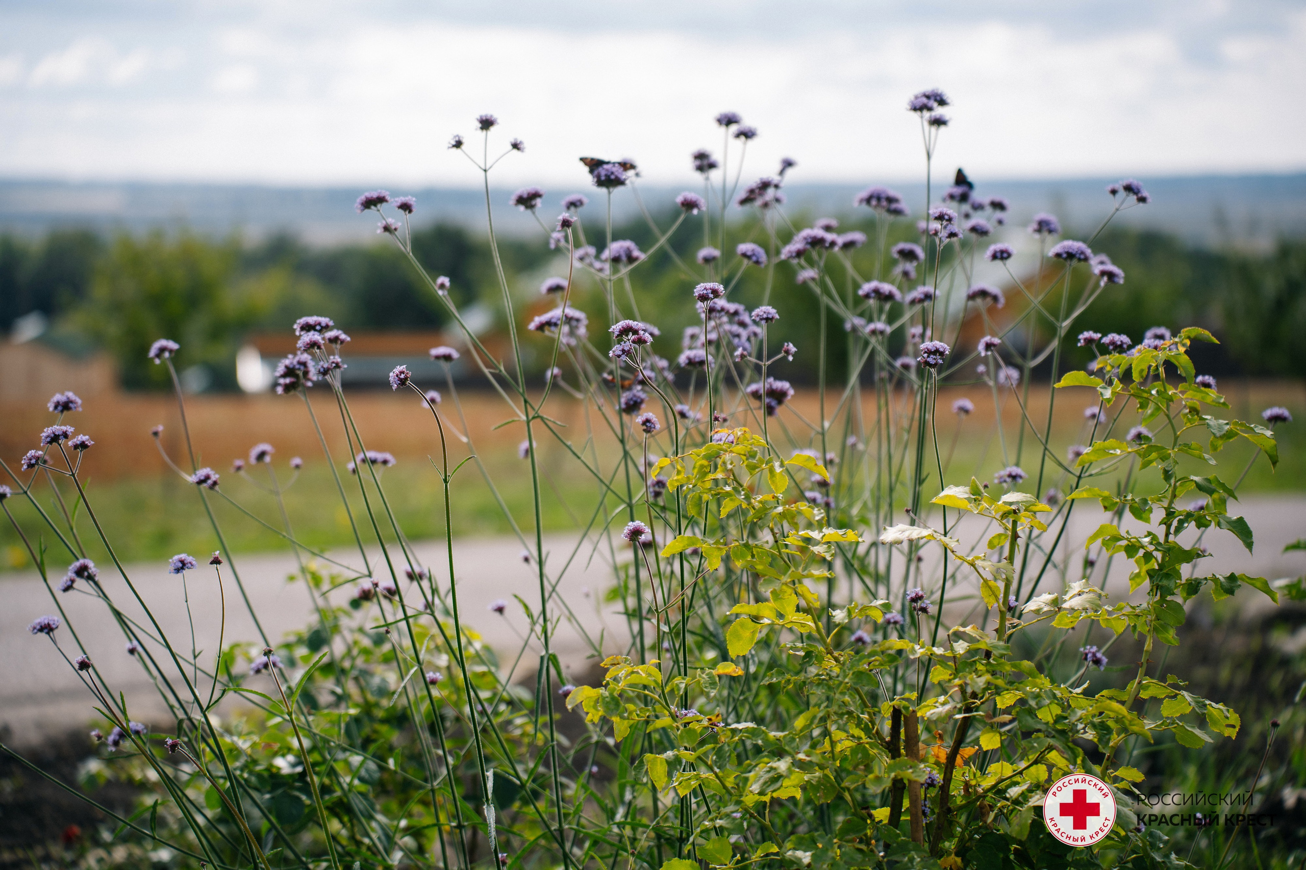 Красный крест | Дегас, медвежья берлога. Фотограф в Воронеже Ольга Космодемьянская