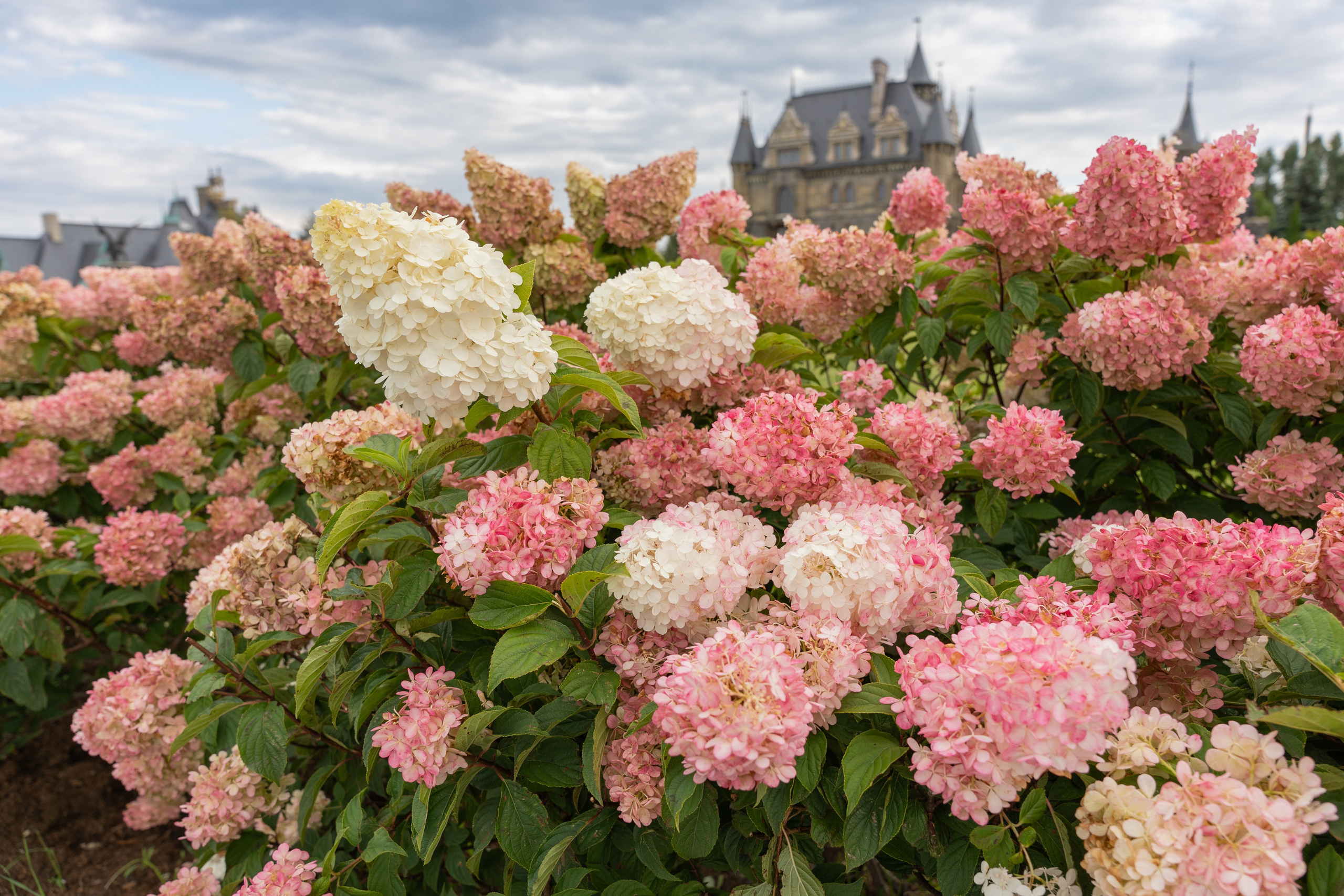 Летнее солнце в рыжих локонах: фотосессия Василисы. Фотограф |Ленинск, Волжский, Волгоград| Наталья Савилова