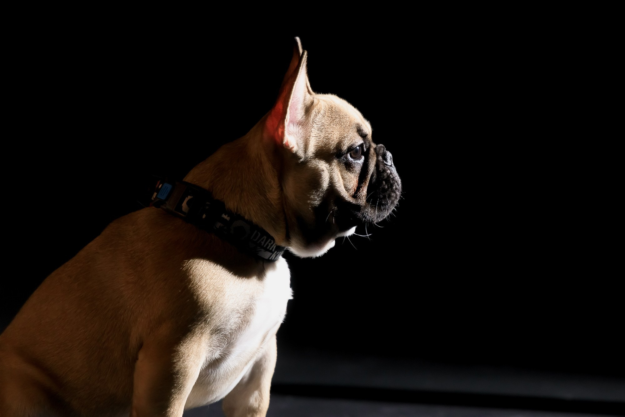 Семейная фотосессия с питомцами в студии. Фотограф в Саратове Ольга Мазлова