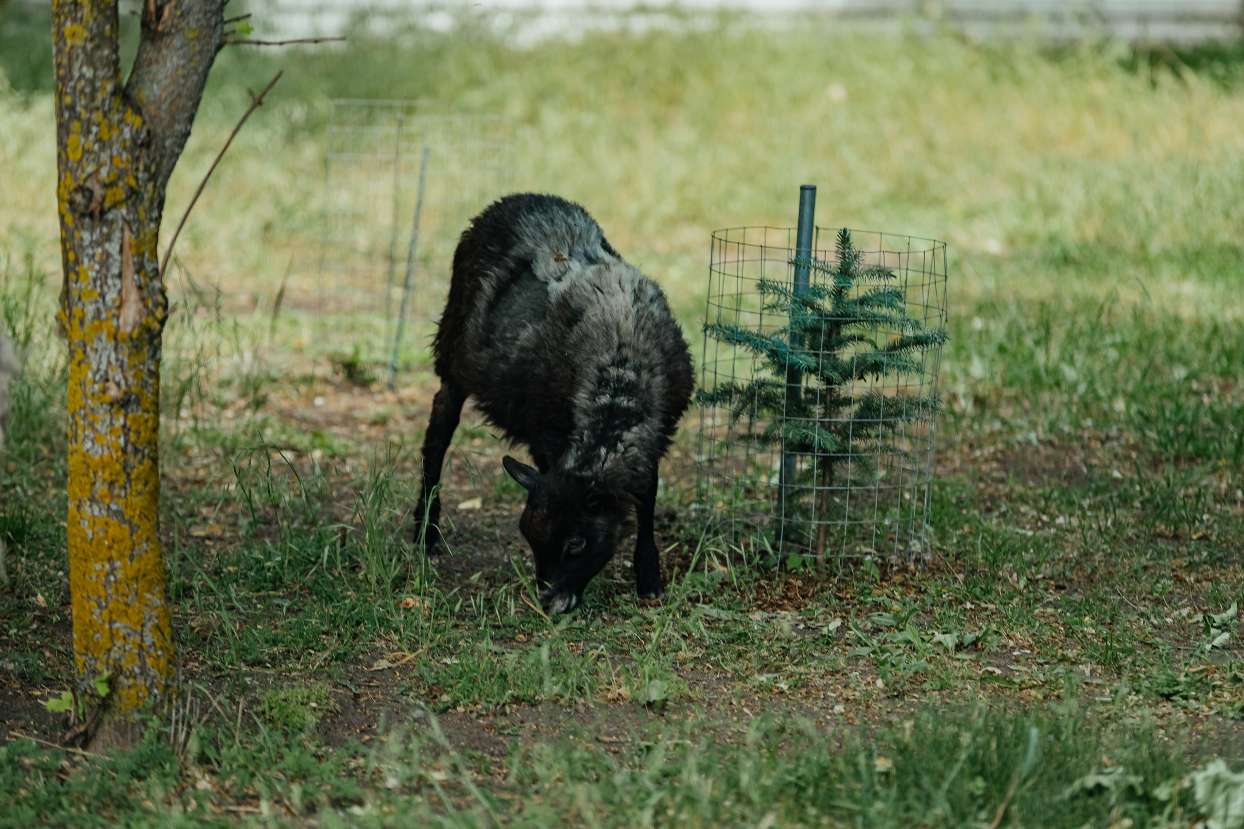 Полине 6 лет. Фотограф Таганрог и Ростов-на-Дону