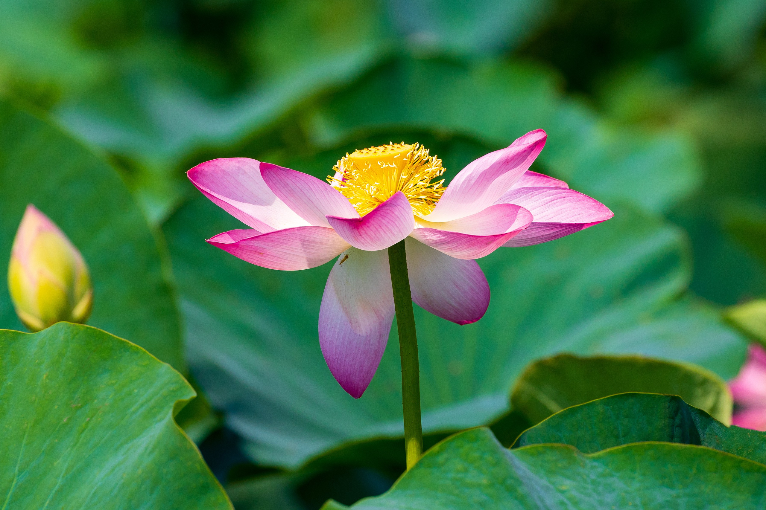 ЛОТОСЫ. Фотограф Владимир Роля