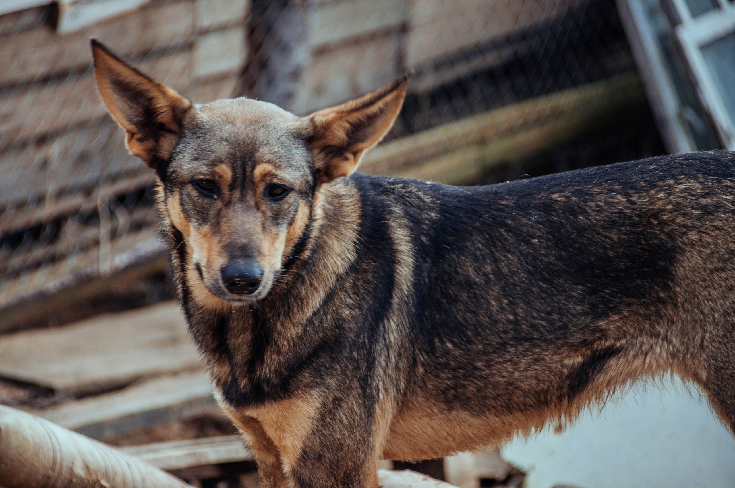 Приют «Дом Добра». Индивидуальный фотограф в Москве
