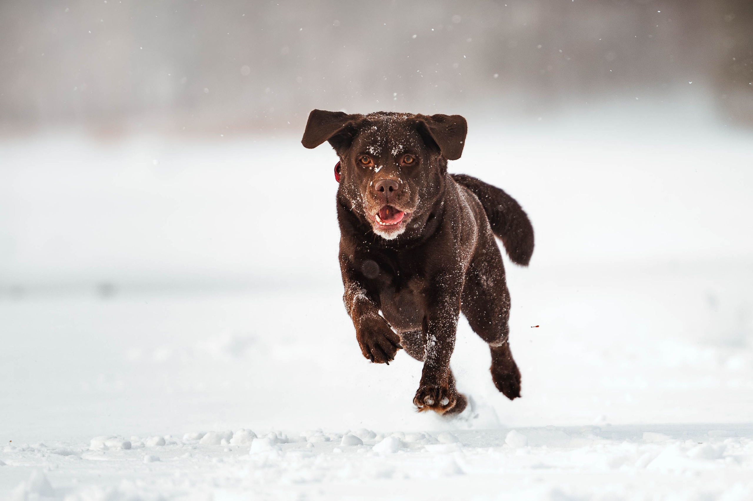 Прогулка на Лыткаринском карьере. Фотограф-анималист