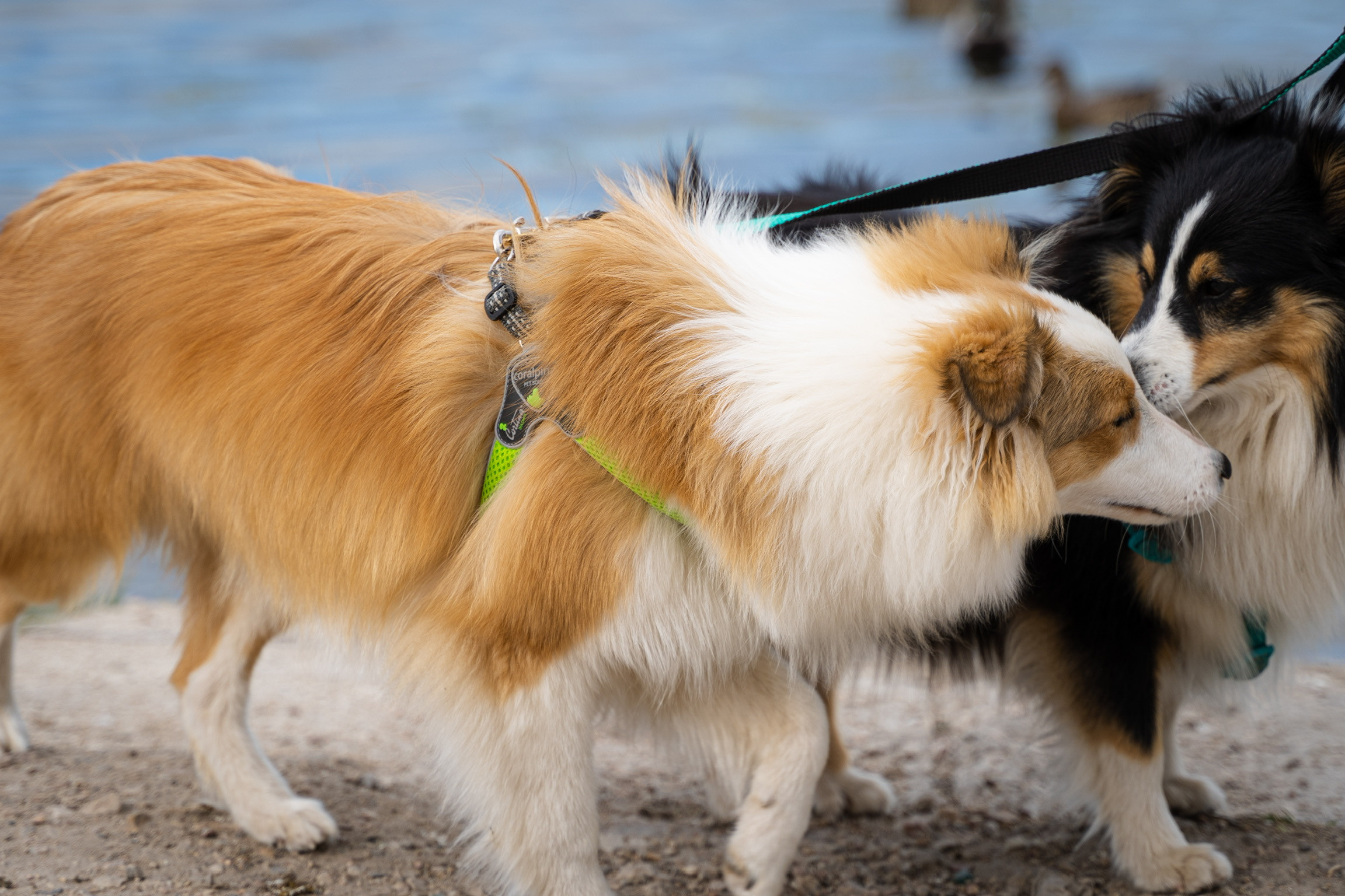 Анастасия. Кинолог, фотопрогулка. Анастасия Дунаева. Фотограф в Севастополе