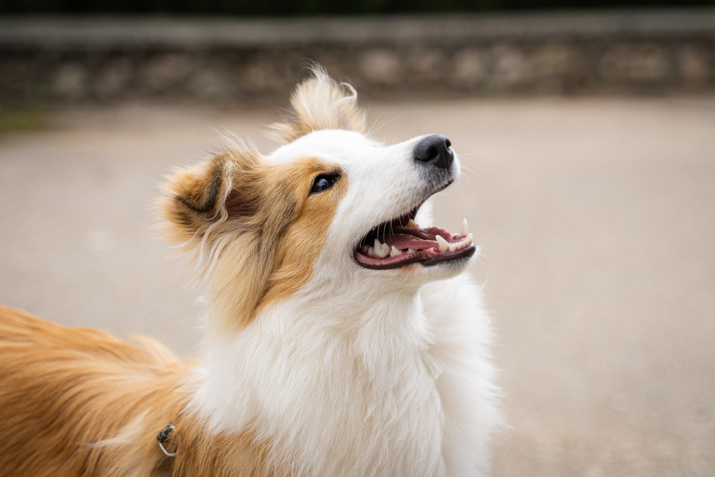 Анастасия. Кинолог, фотопрогулка. Анастасия Дунаева. Фотограф в Севастополе