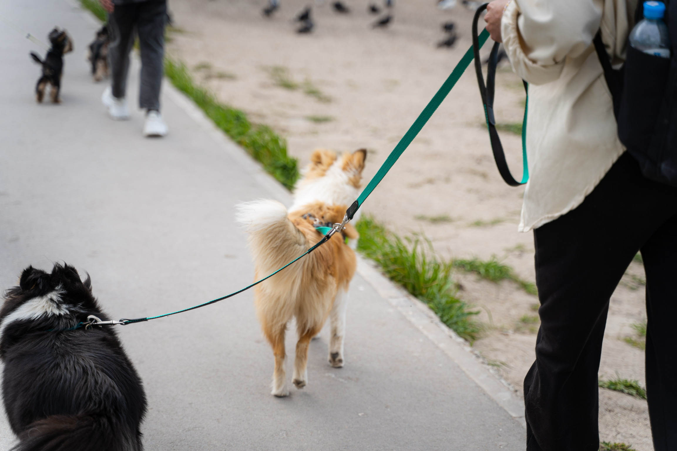 Анастасия. Кинолог, фотопрогулка. Анастасия Дунаева. Фотограф в Севастополе