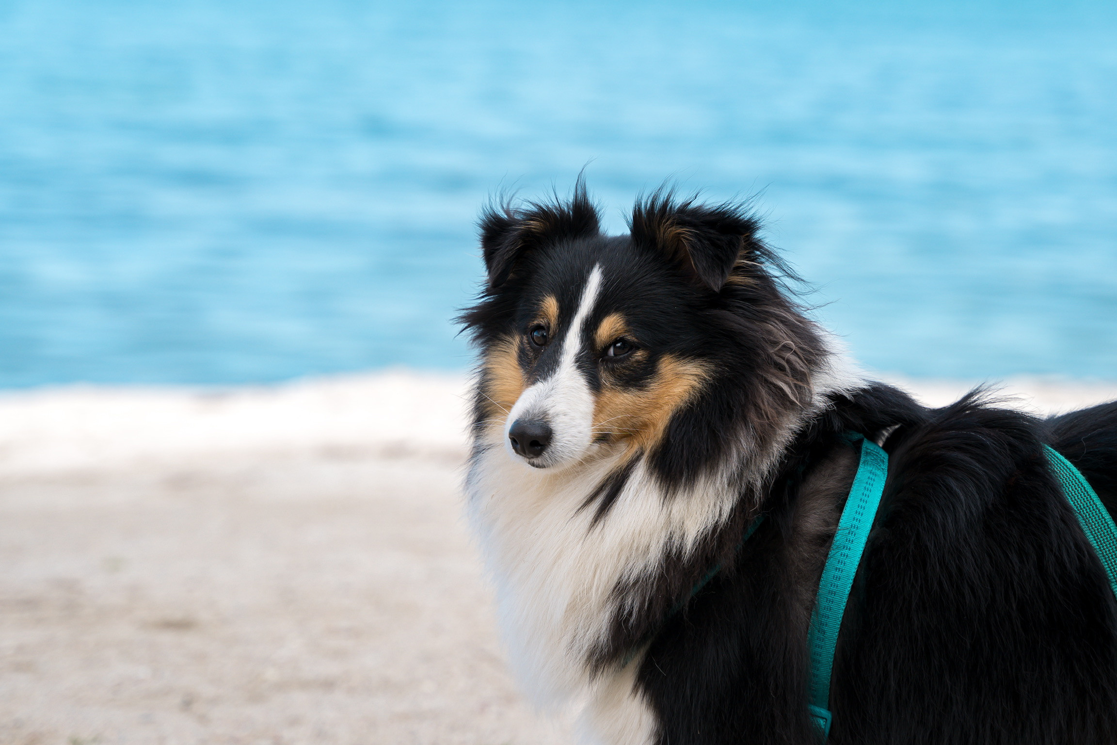 Анастасия. Кинолог, фотопрогулка. Анастасия Дунаева. Фотограф в Севастополе