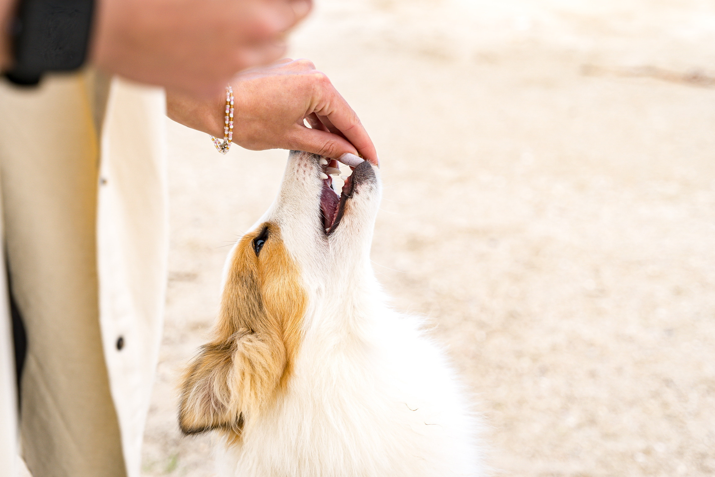Анастасия. Кинолог, фотопрогулка. Анастасия Дунаева. Фотограф в Севастополе