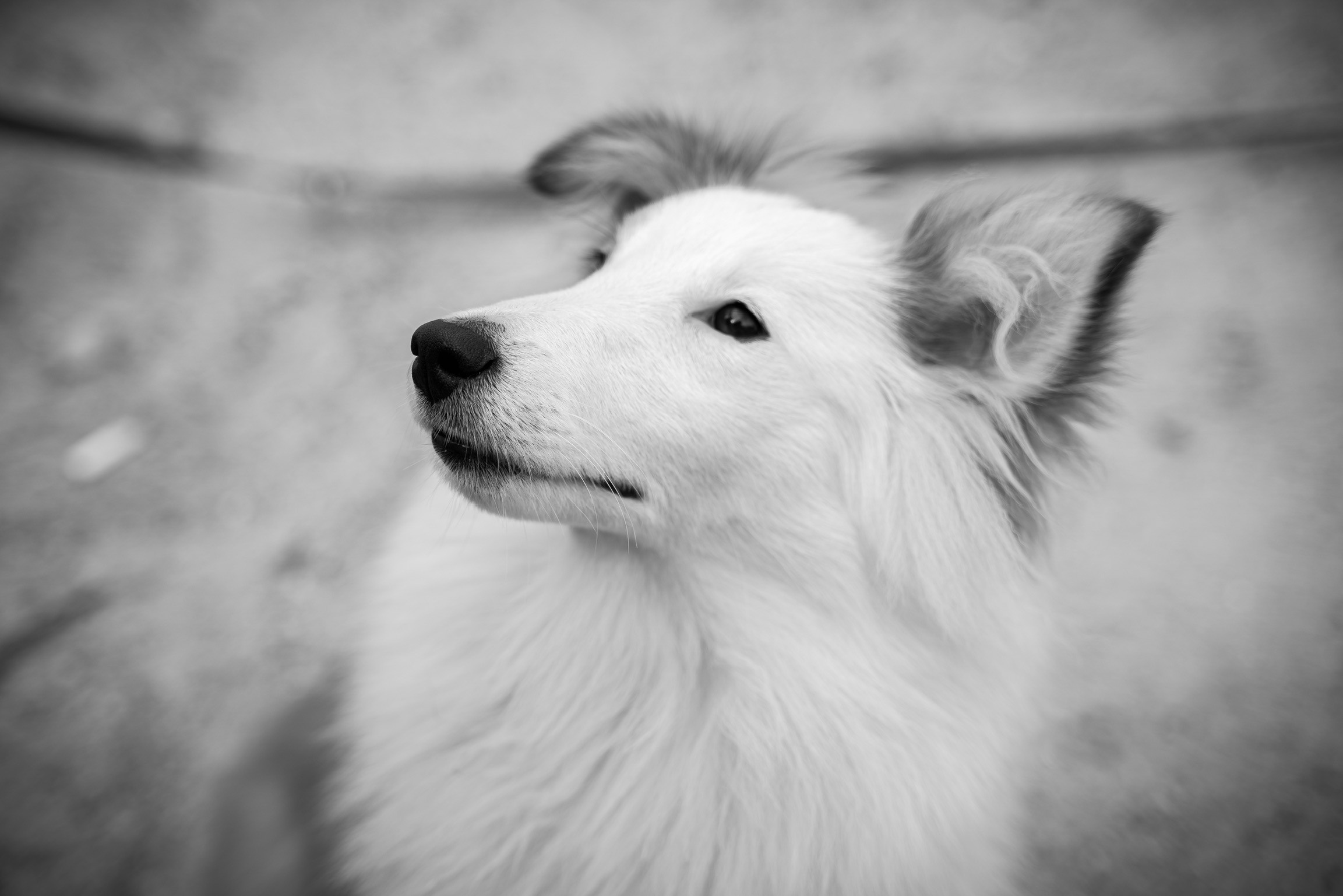 Анастасия. Кинолог, фотопрогулка. Анастасия Дунаева. Фотограф в Севастополе