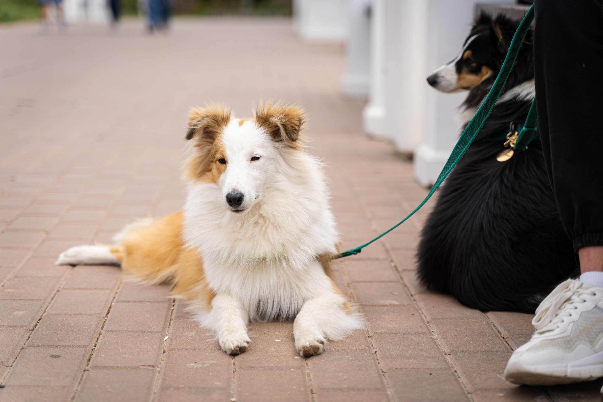 Анастасия. Кинолог, фотопрогулка. Анастасия Дунаева. Фотограф в Севастополе
