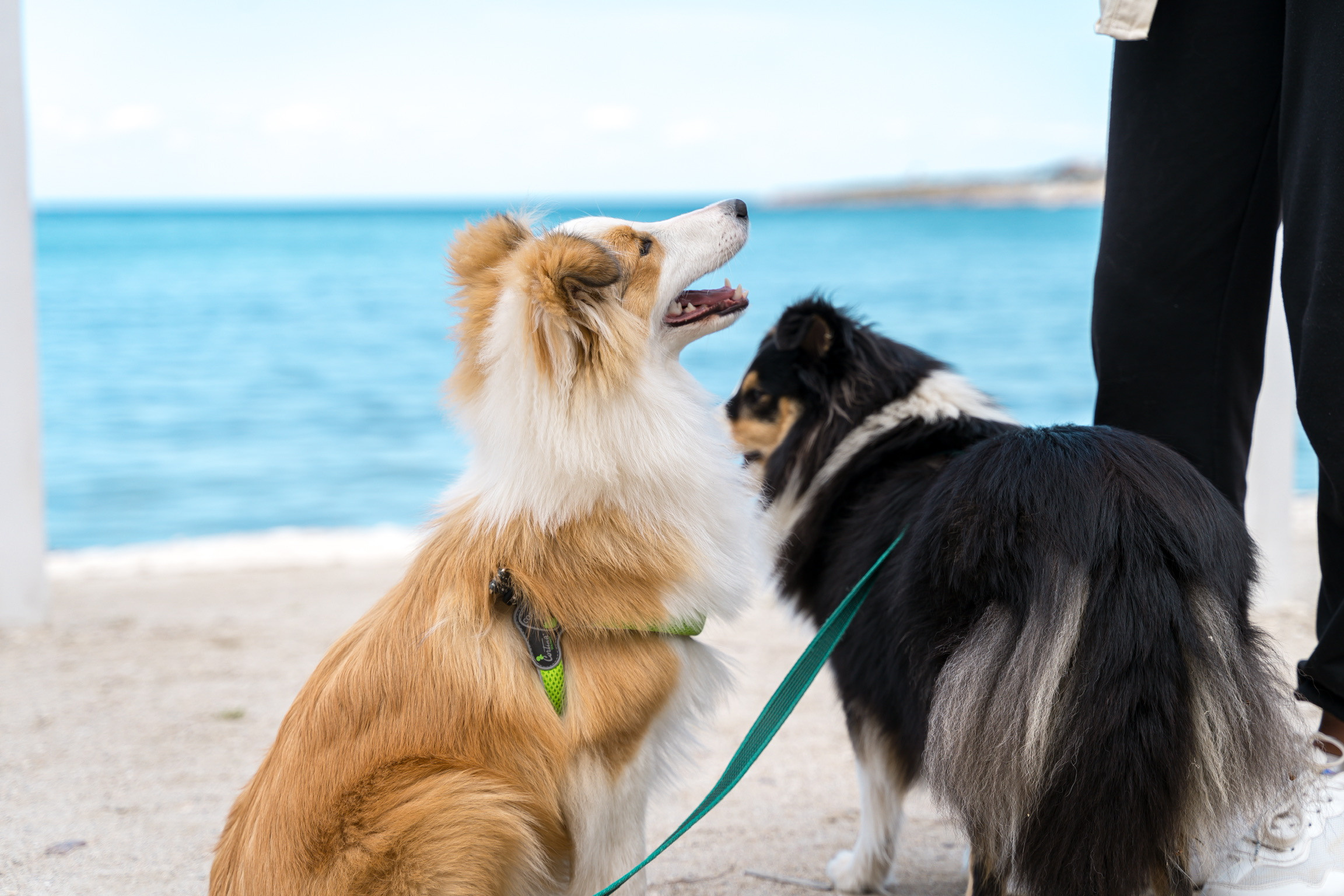 Анастасия. Кинолог, фотопрогулка. Анастасия Дунаева. Фотограф в Севастополе