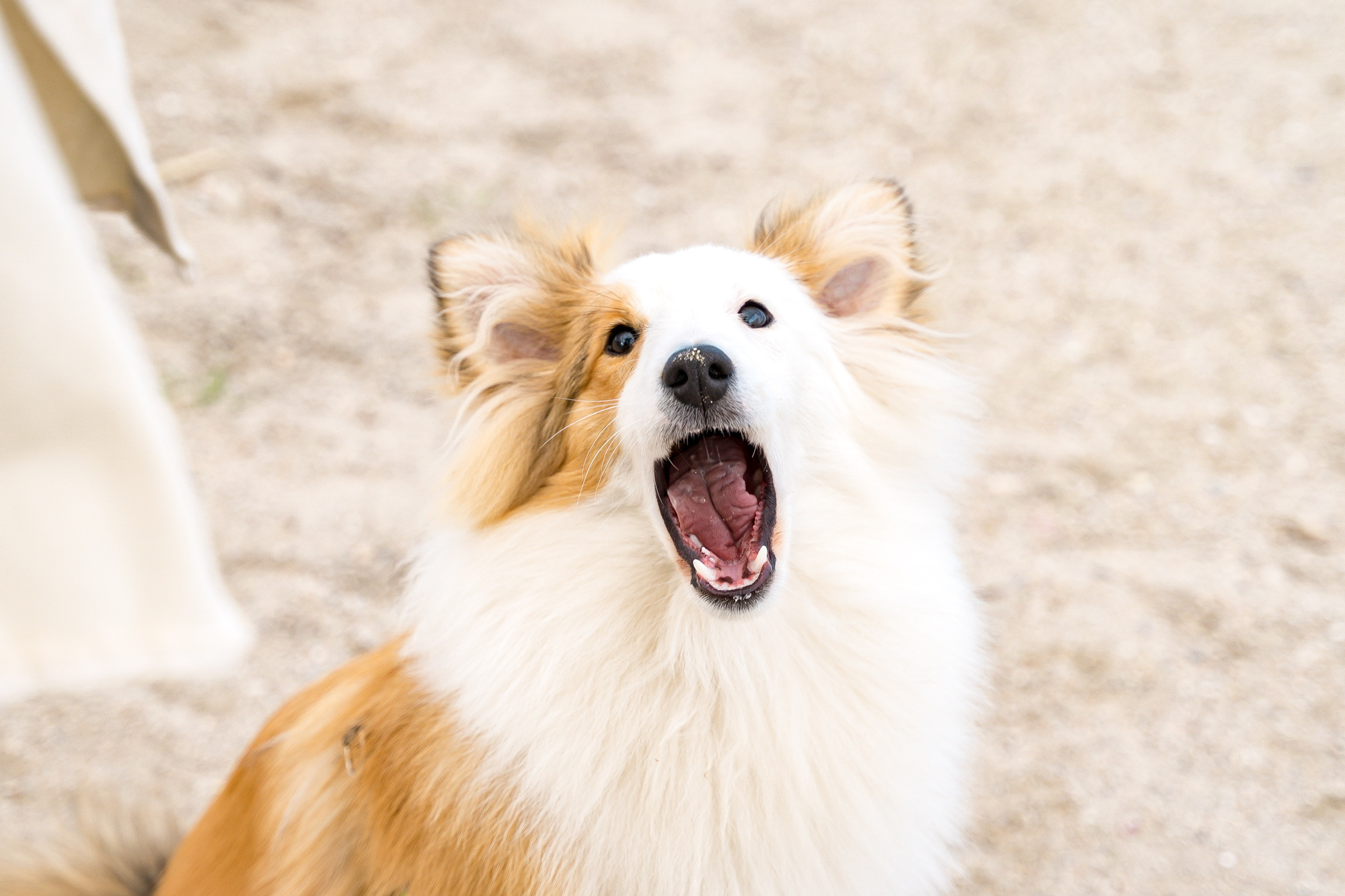 Анастасия. Кинолог, фотопрогулка. Анастасия Дунаева. Фотограф в Севастополе