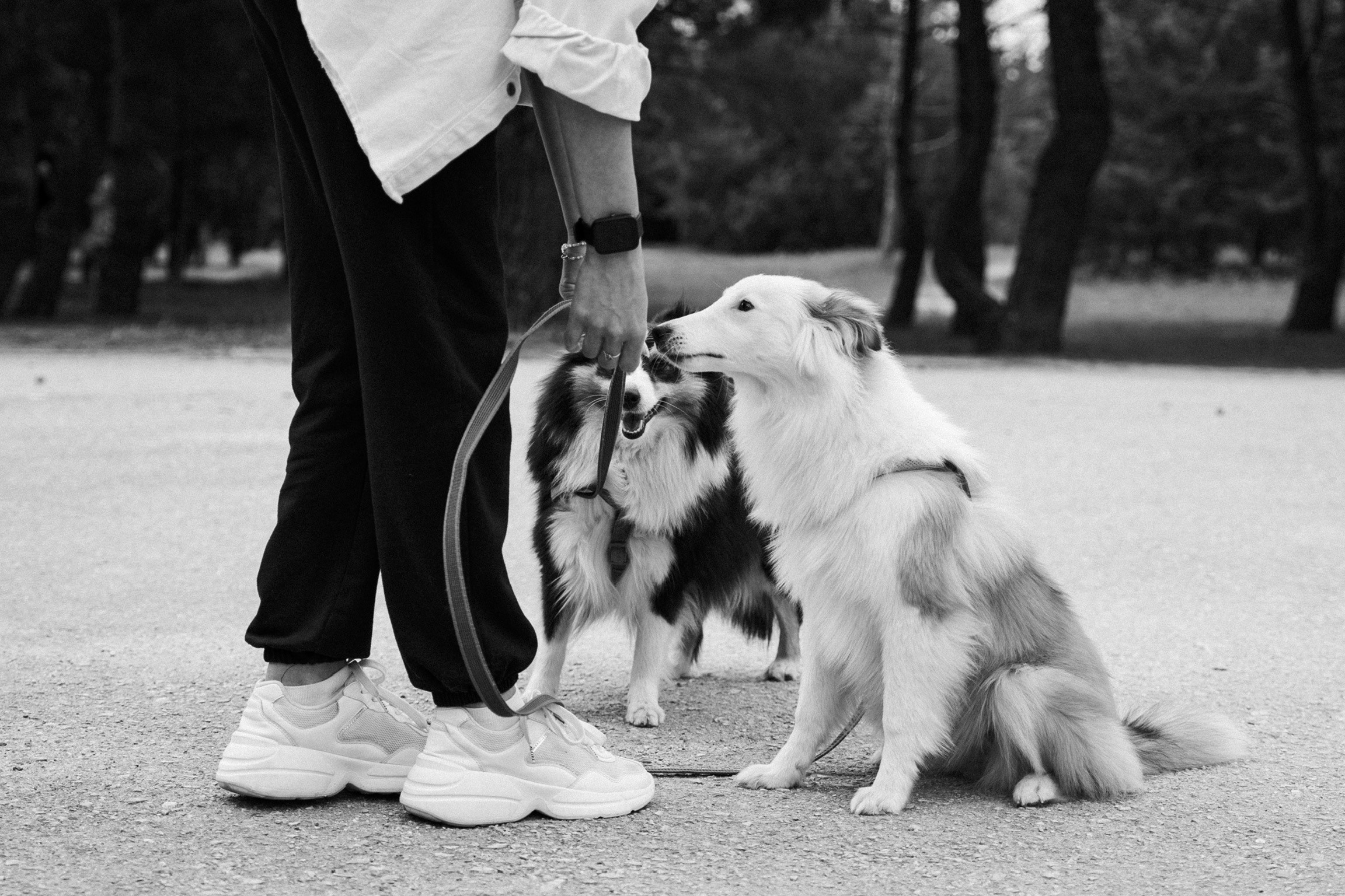 Анастасия. Кинолог, фотопрогулка. Анастасия Дунаева. Фотограф в Севастополе