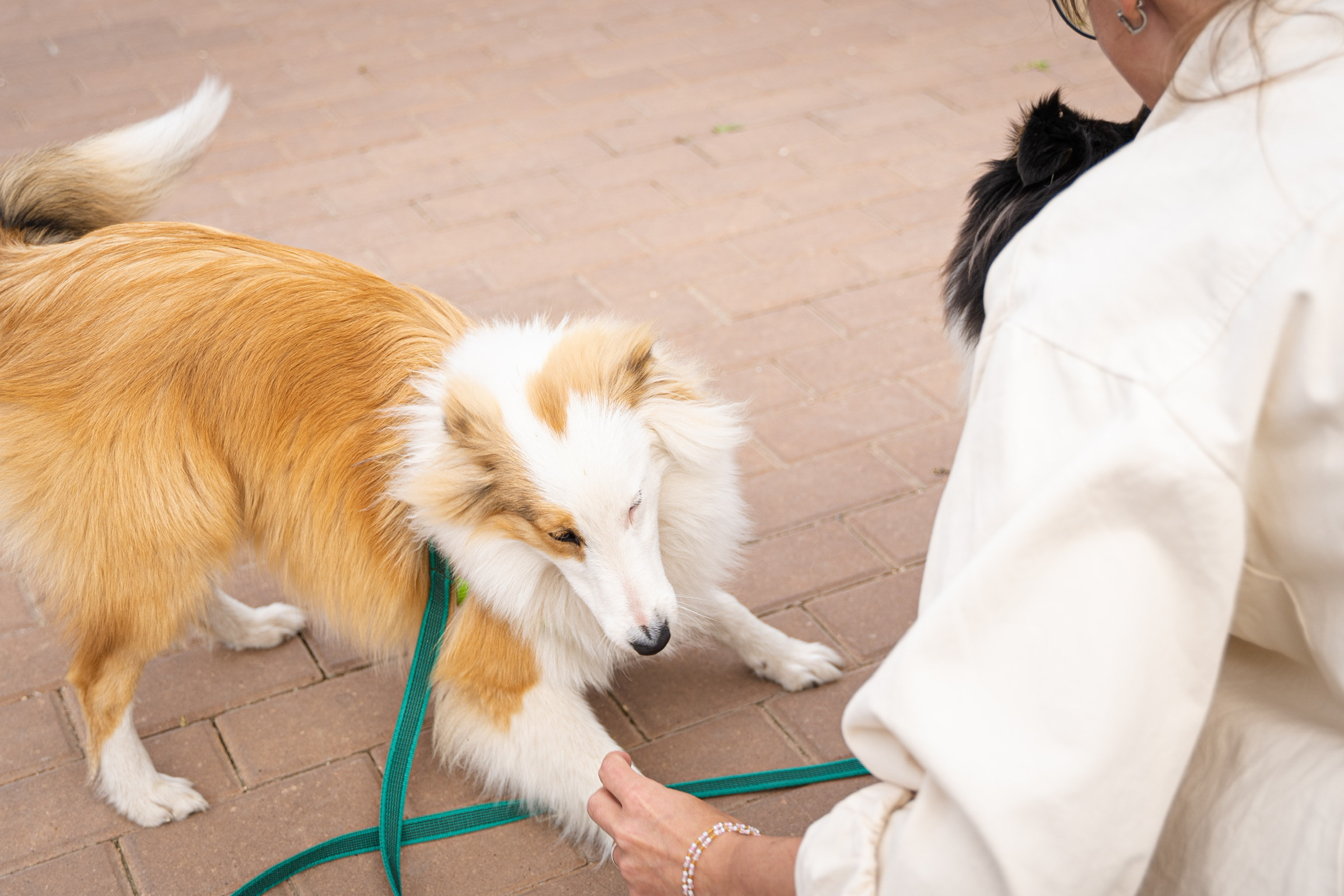 Анастасия. Кинолог, фотопрогулка. Анастасия Дунаева. Фотограф в Севастополе