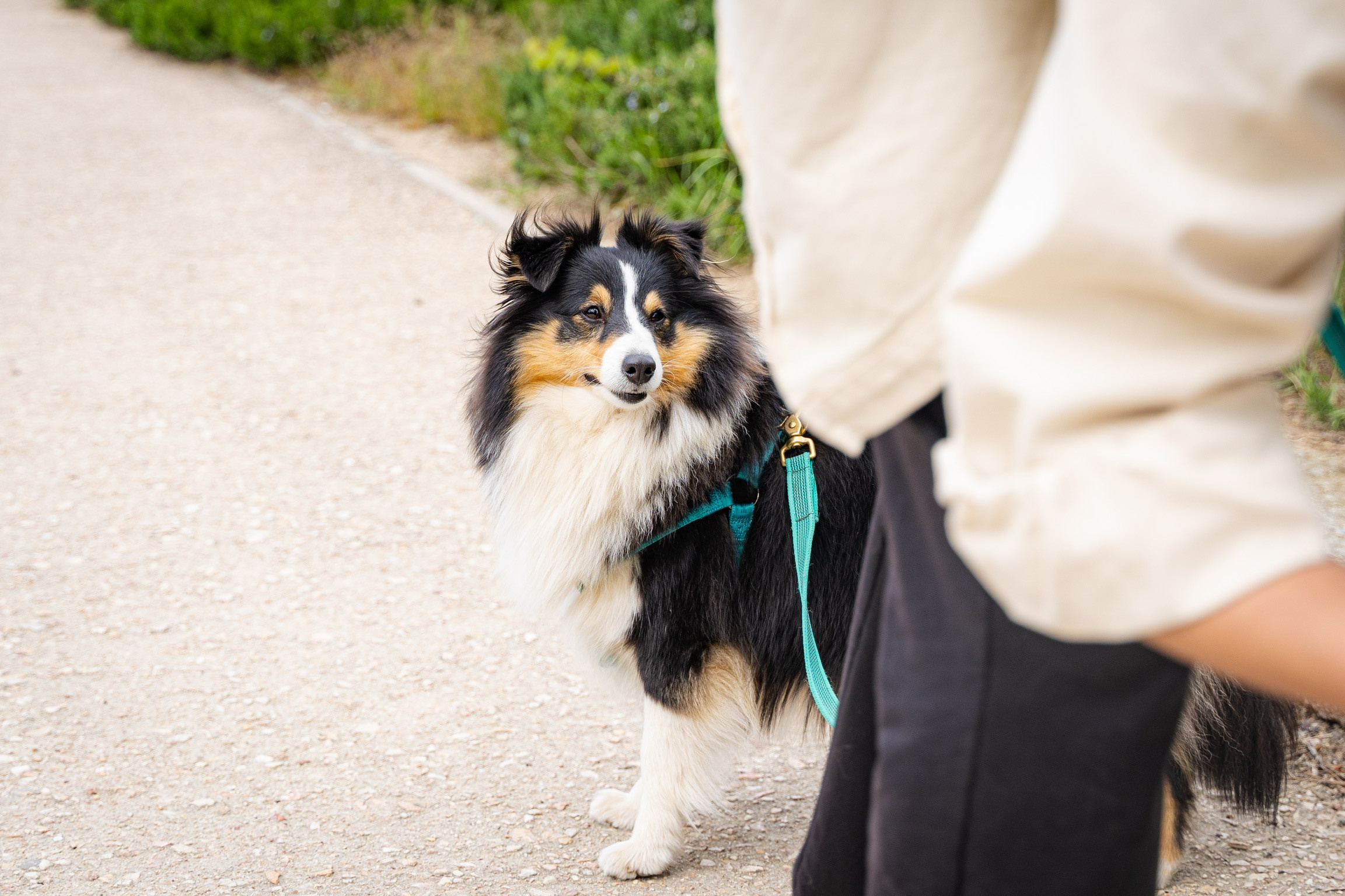 Анастасия. Кинолог, фотопрогулка. Анастасия Дунаева. Фотограф в Севастополе