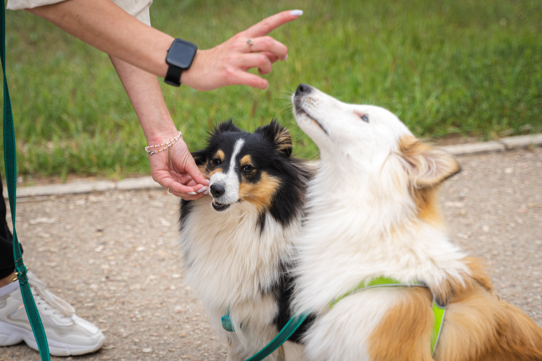 Анастасия. Кинолог, фотопрогулка. Анастасия Дунаева. Фотограф в Севастополе