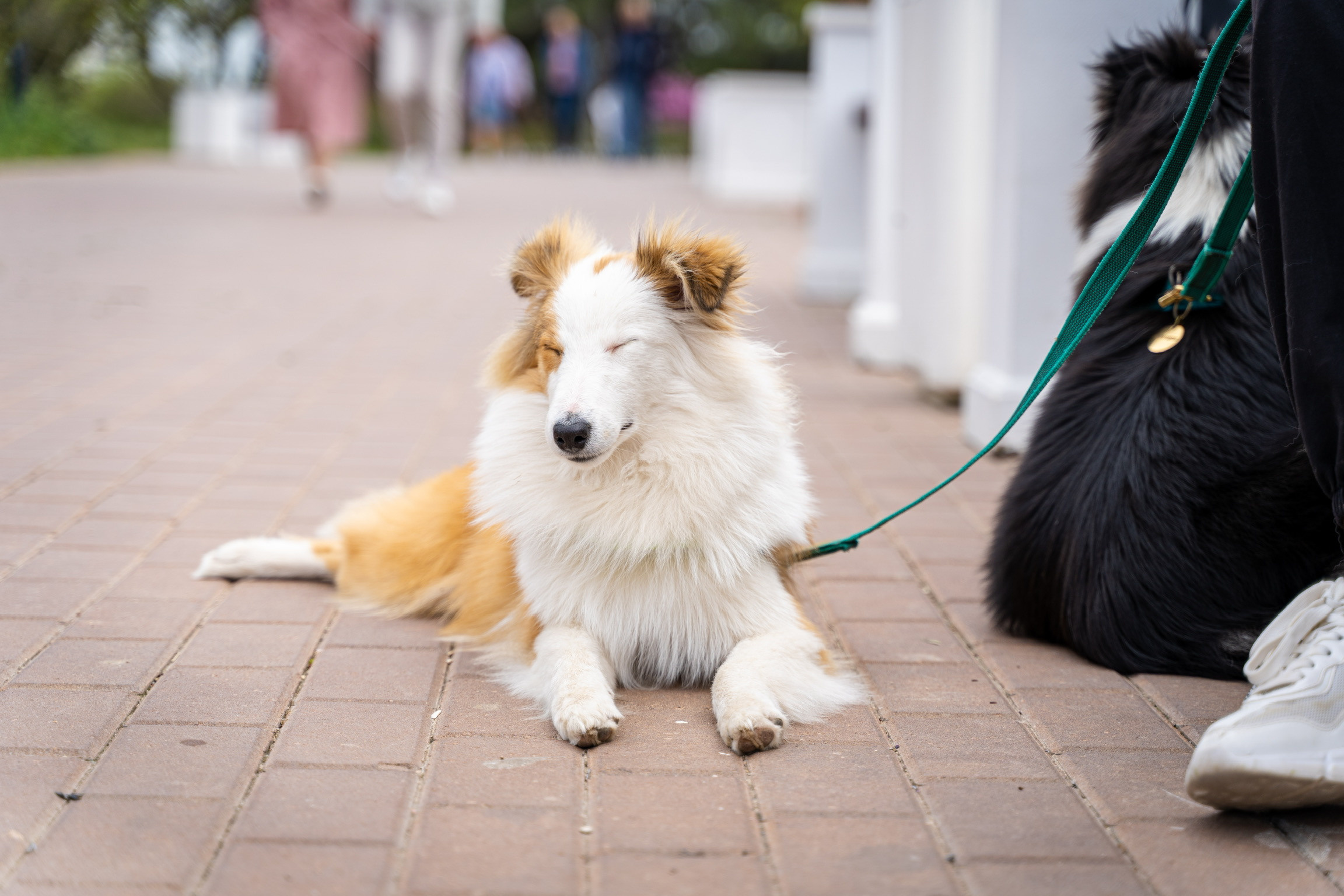 Анастасия. Кинолог, фотопрогулка. Анастасия Дунаева. Фотограф в Севастополе