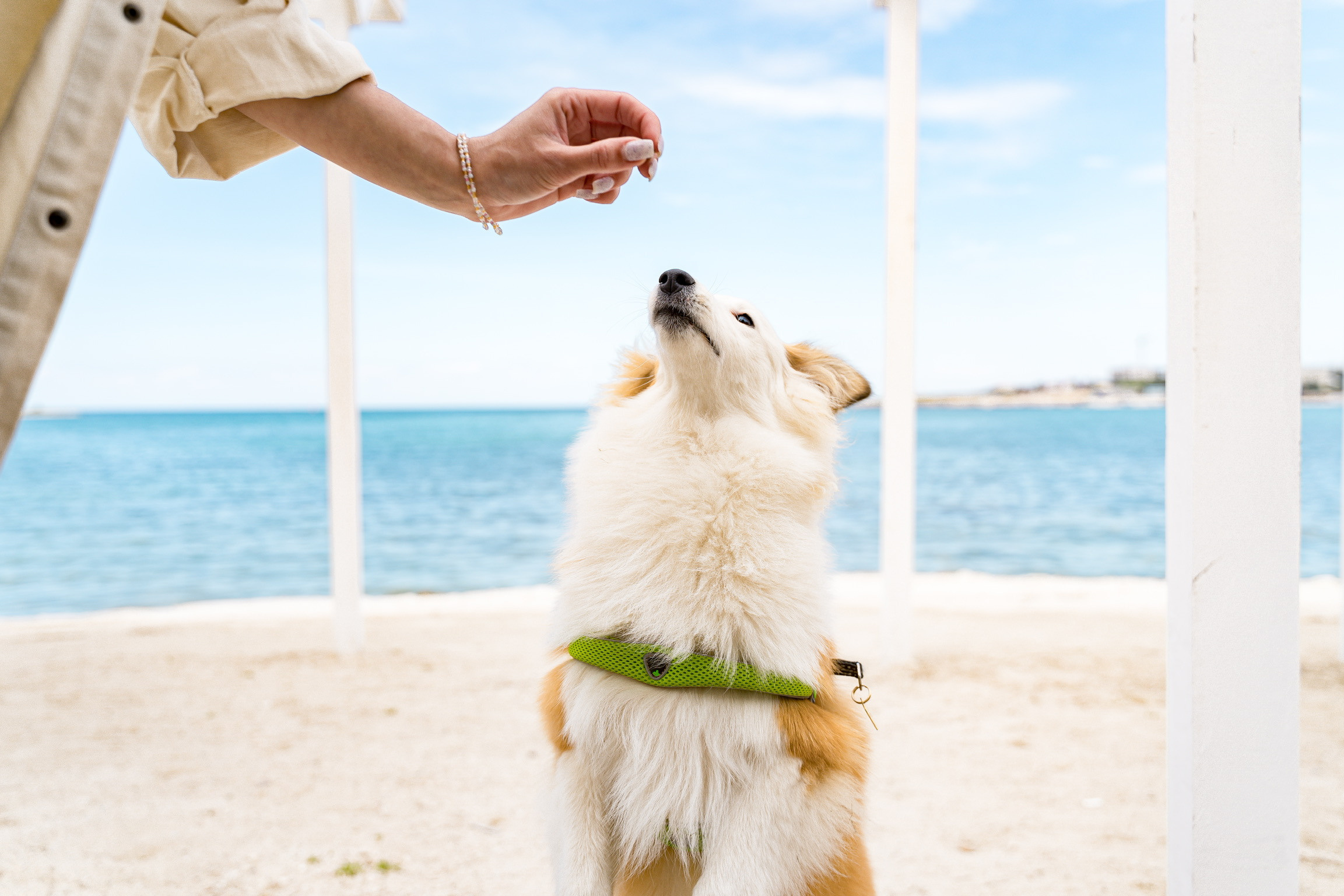 Анастасия. Кинолог, фотопрогулка. Анастасия Дунаева. Фотограф в Севастополе