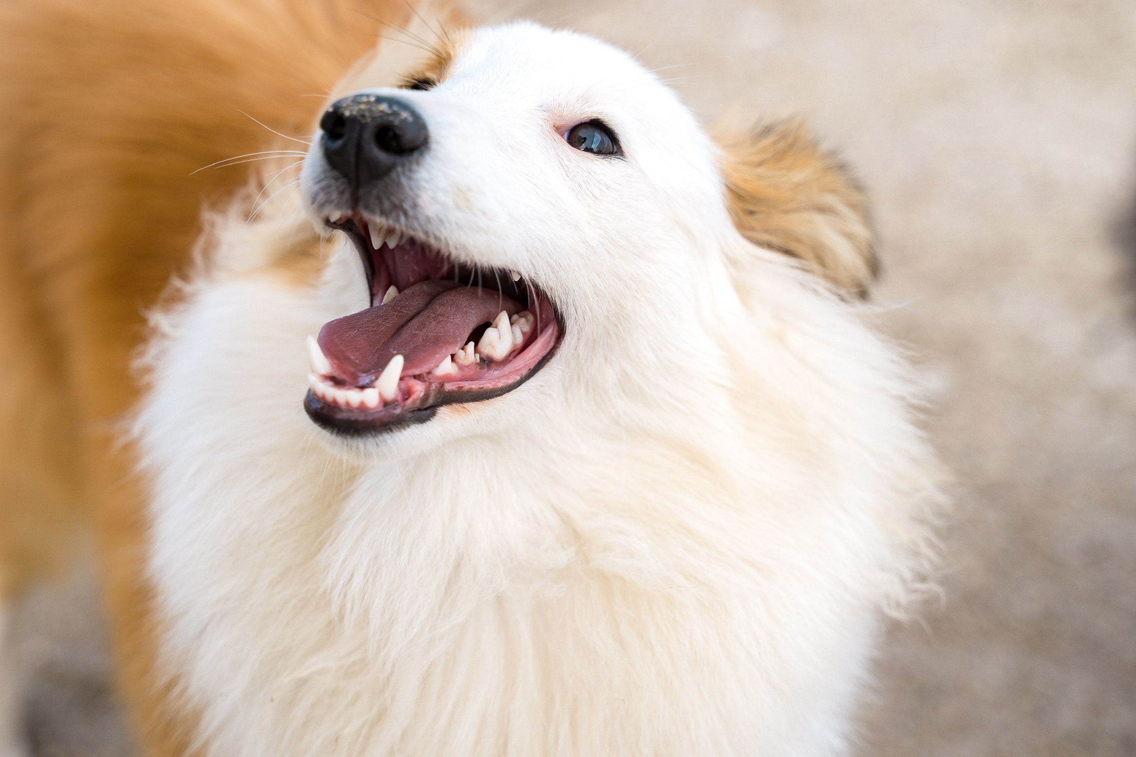 Анастасия. Кинолог, фотопрогулка. Анастасия Дунаева. Фотограф в Севастополе