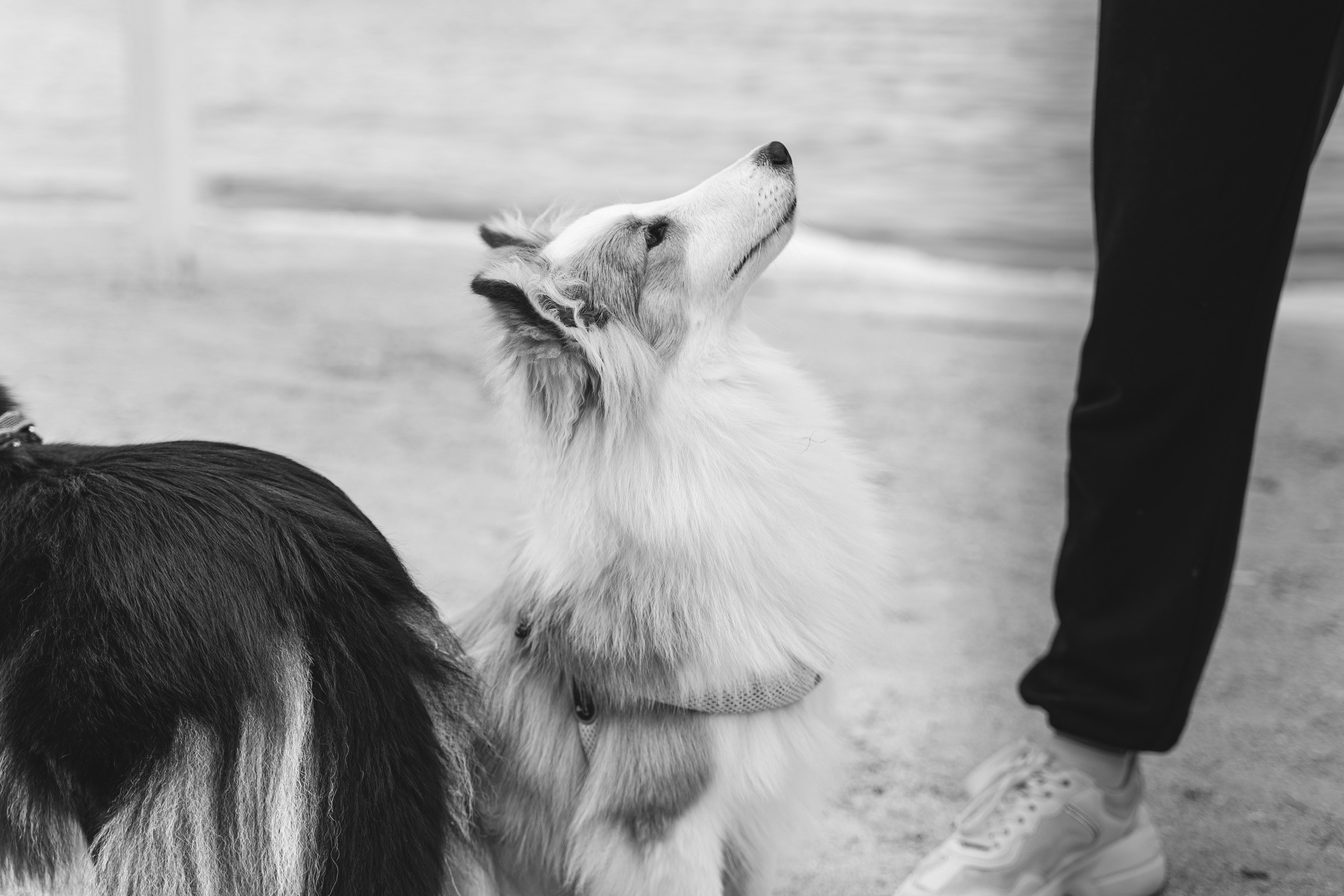 Анастасия. Кинолог, фотопрогулка. Анастасия Дунаева. Фотограф в Севастополе