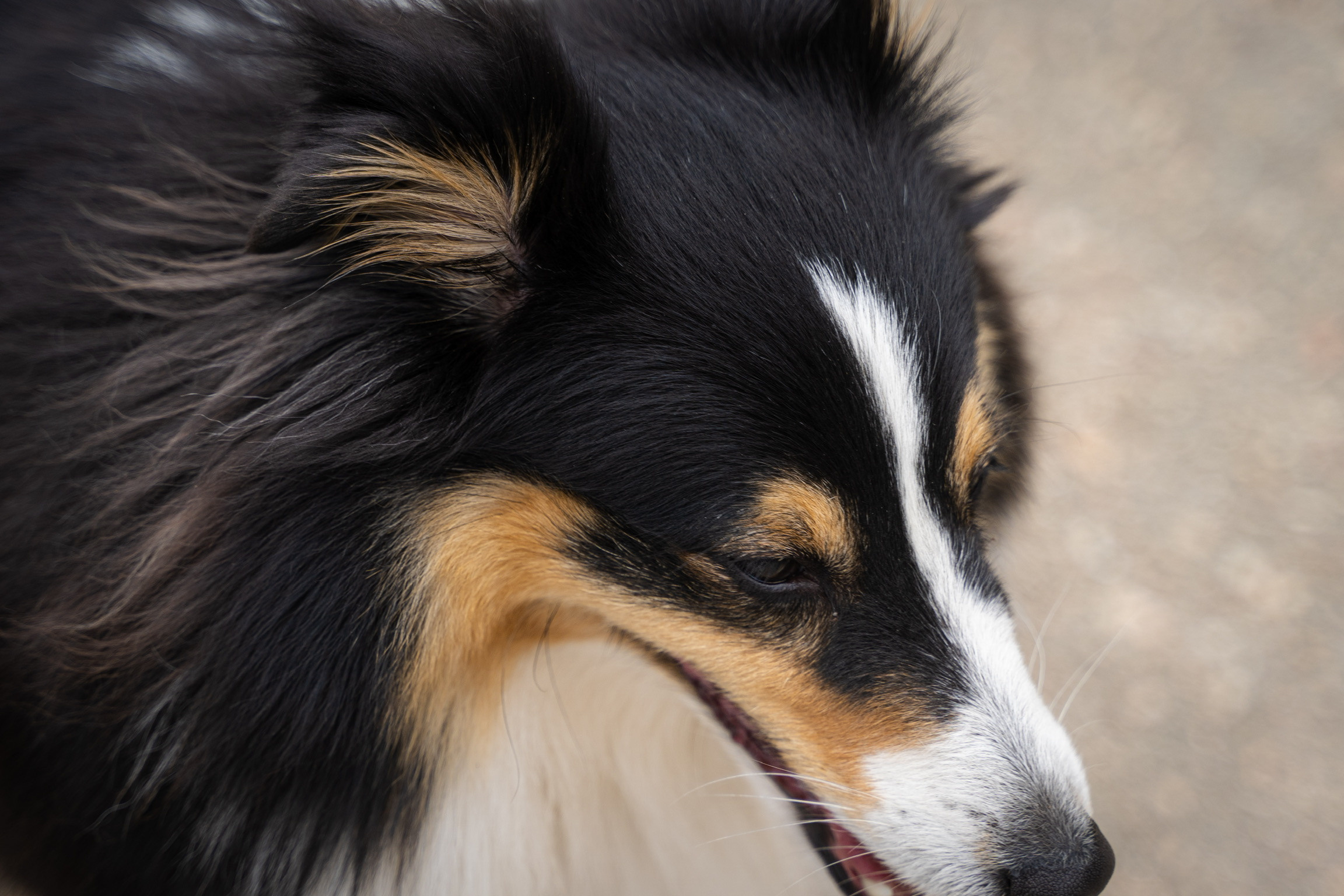 Анастасия. Кинолог, фотопрогулка. Анастасия Дунаева. Фотограф в Севастополе