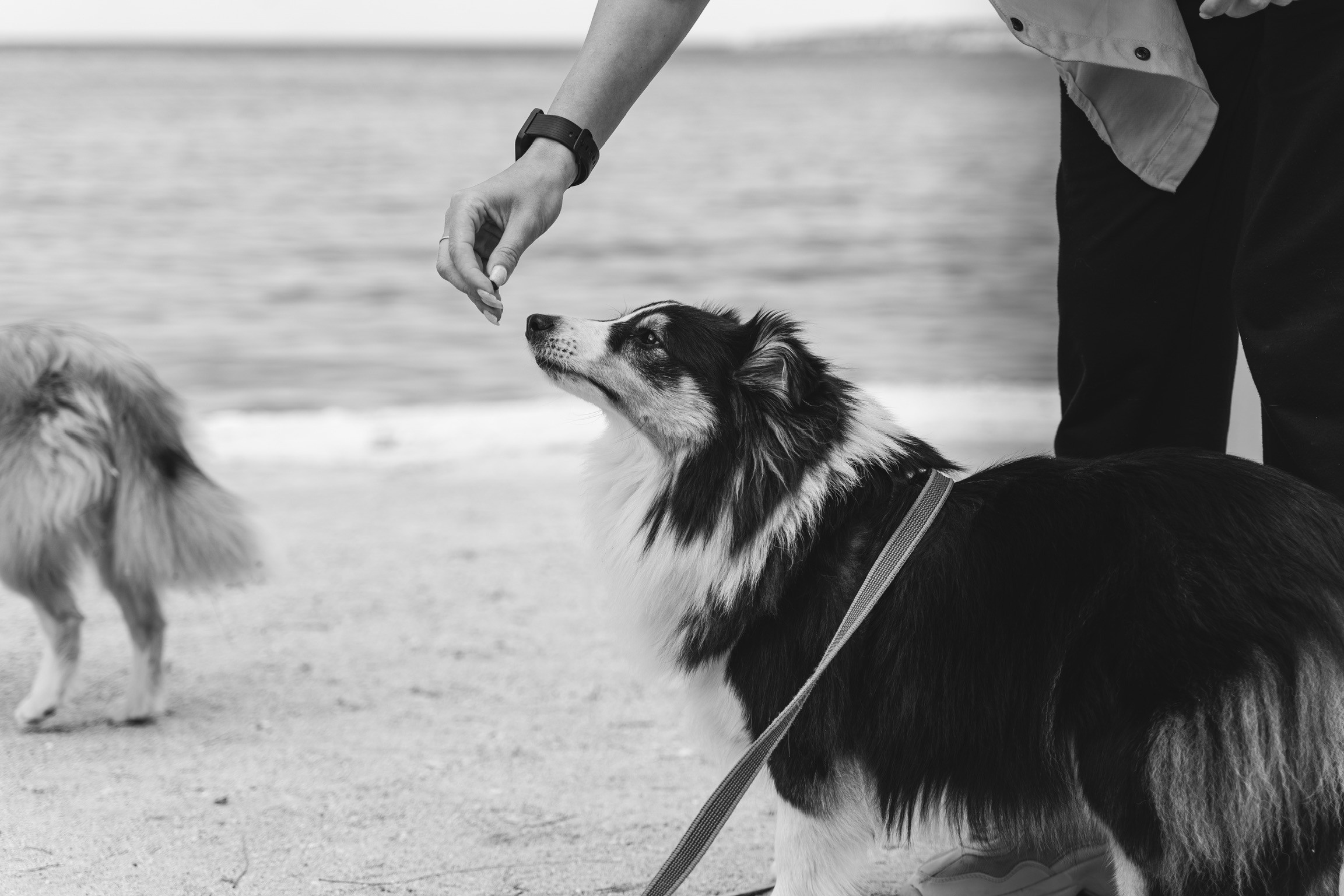 Анастасия. Кинолог, фотопрогулка. Анастасия Дунаева. Фотограф в Севастополе