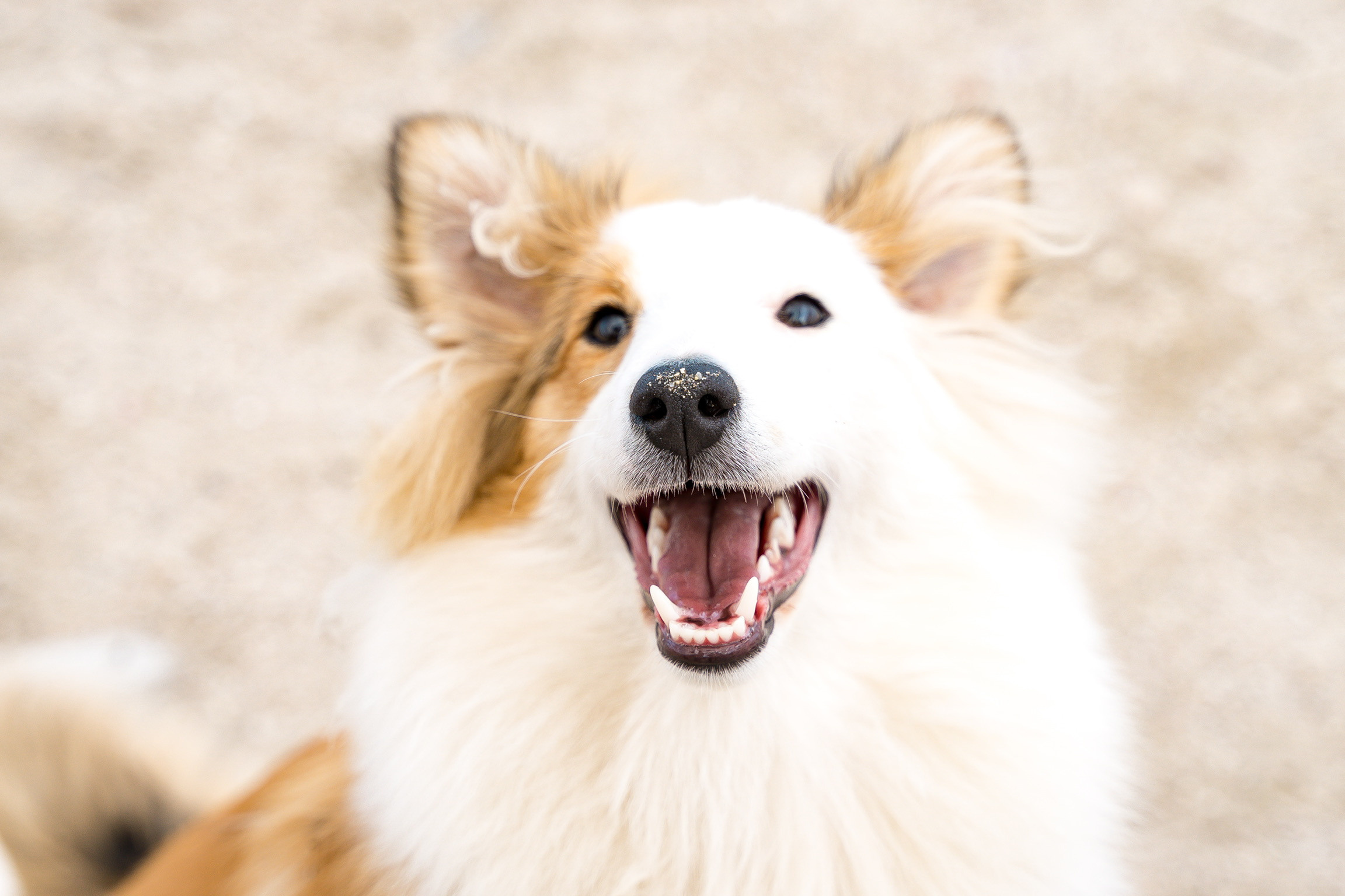 Анастасия. Кинолог, фотопрогулка. Анастасия Дунаева. Фотограф в Севастополе
