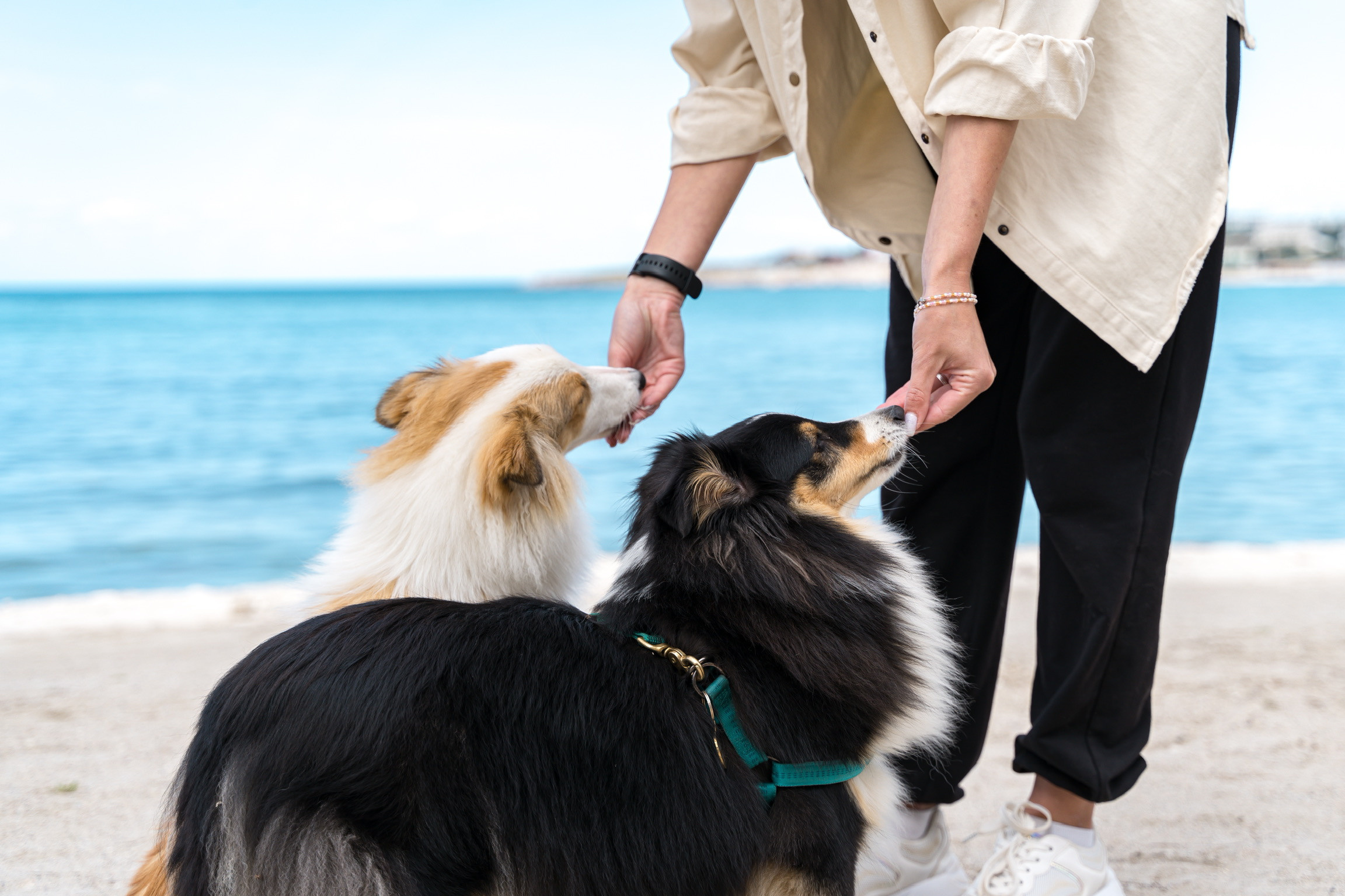 Анастасия. Кинолог, фотопрогулка. Анастасия Дунаева. Фотограф в Севастополе