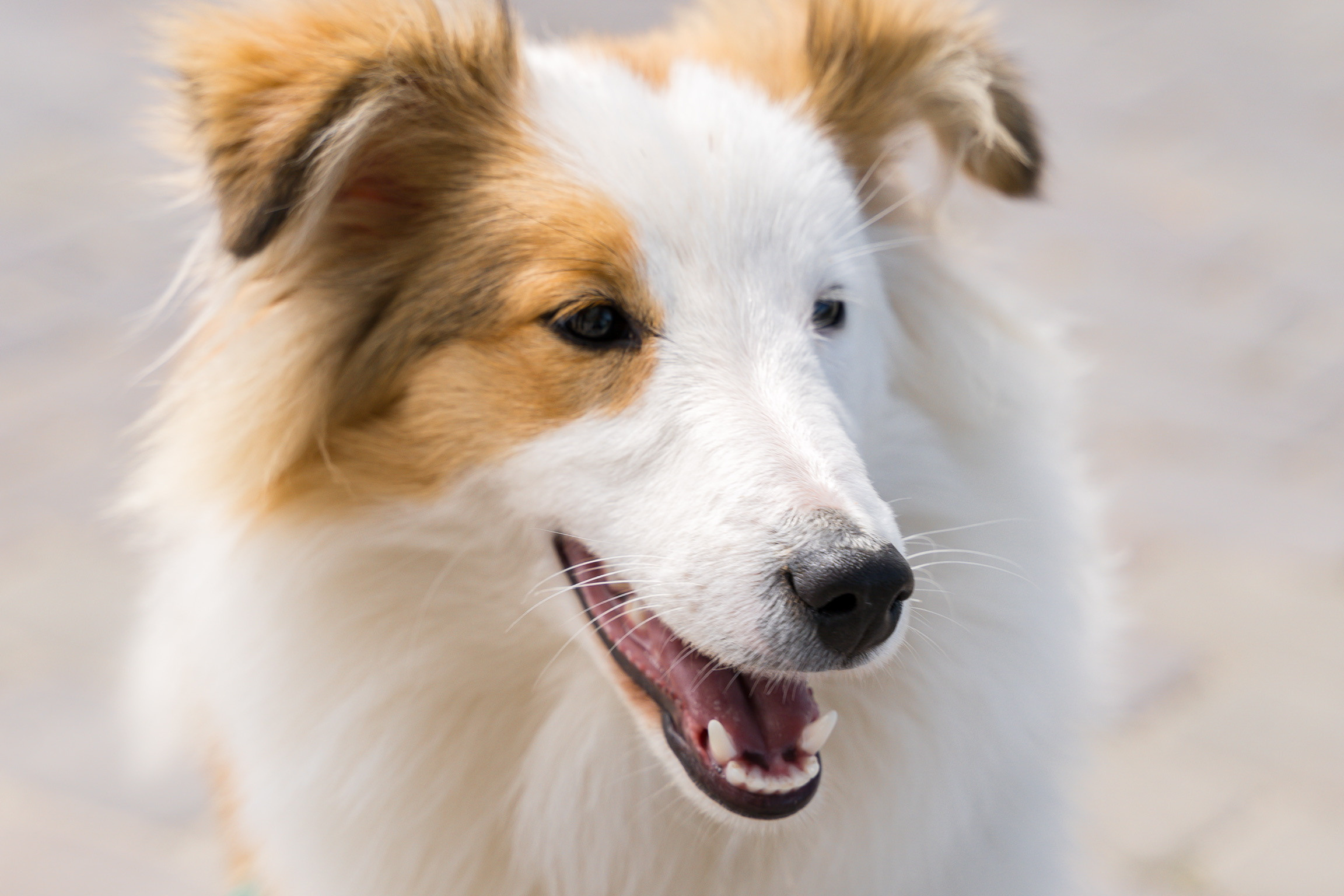 Анастасия. Кинолог, фотопрогулка. Анастасия Дунаева. Фотограф в Севастополе