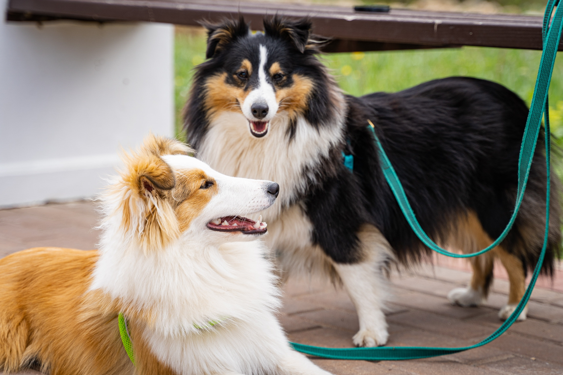 Анастасия. Кинолог, фотопрогулка. Анастасия Дунаева. Фотограф в Севастополе