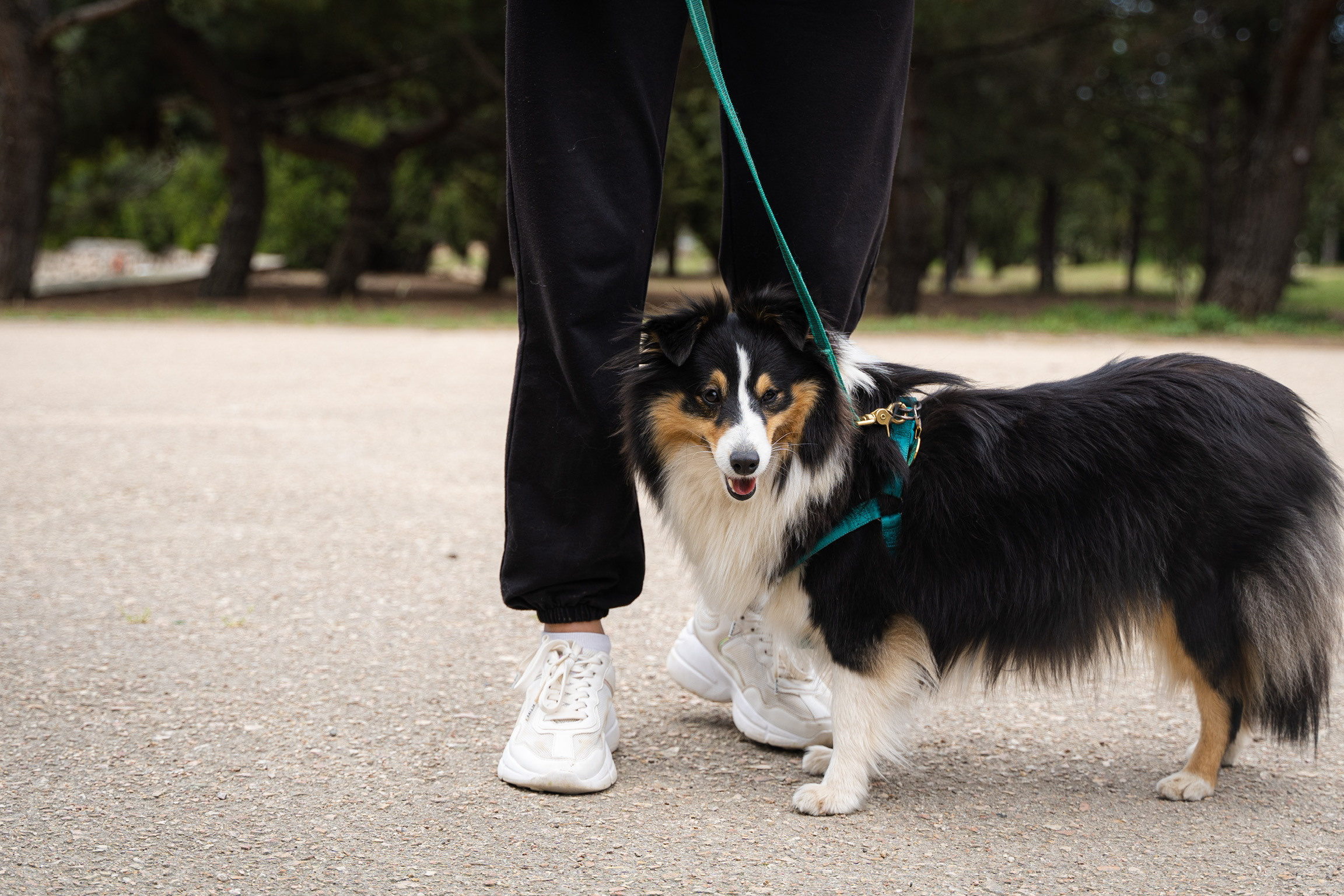 Анастасия. Кинолог, фотопрогулка. Анастасия Дунаева. Фотограф в Севастополе