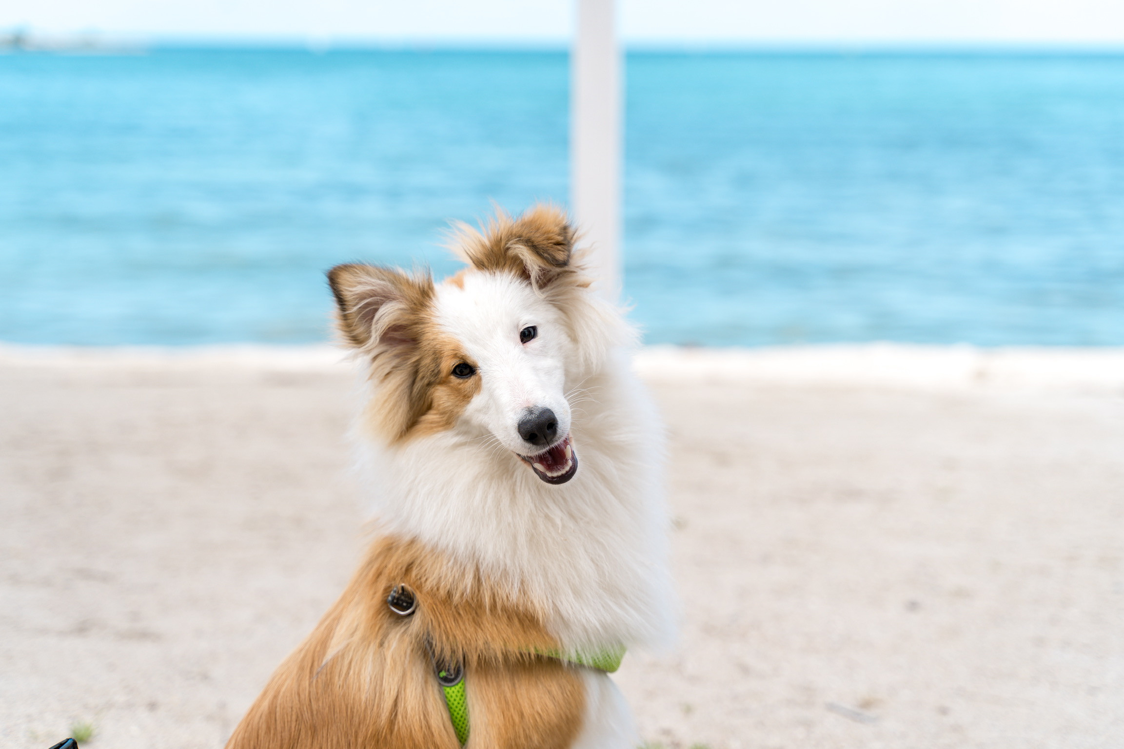 Анастасия. Кинолог, фотопрогулка. Анастасия Дунаева. Фотограф в Севастополе