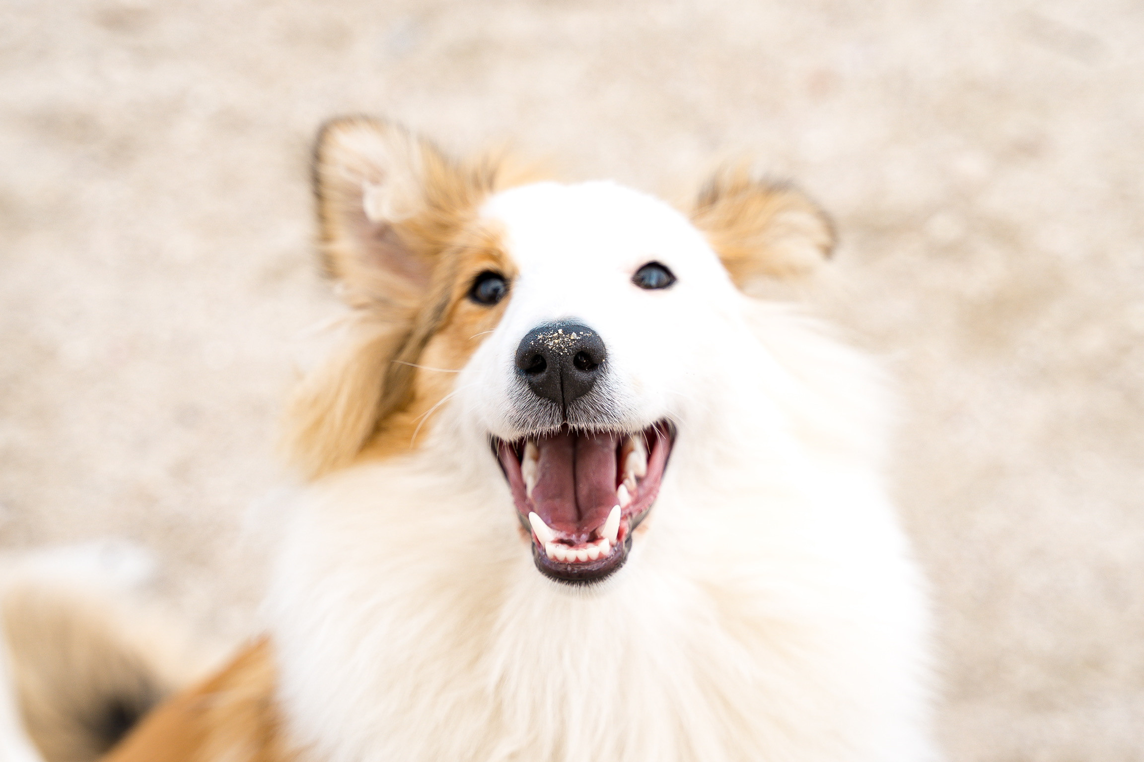 Анастасия. Кинолог, фотопрогулка. Анастасия Дунаева. Фотограф в Севастополе