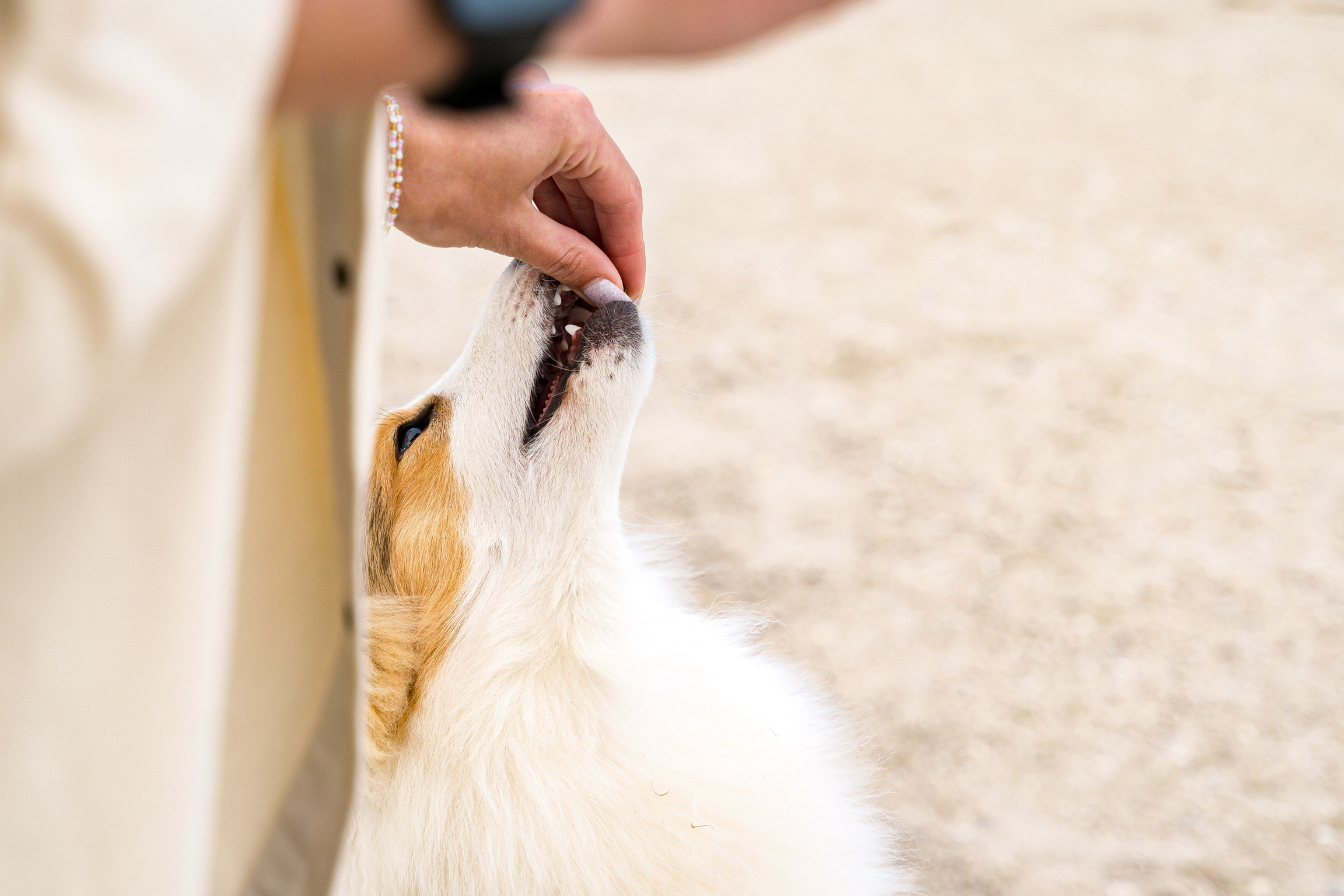 Анастасия. Кинолог, фотопрогулка. Анастасия Дунаева. Фотограф в Севастополе
