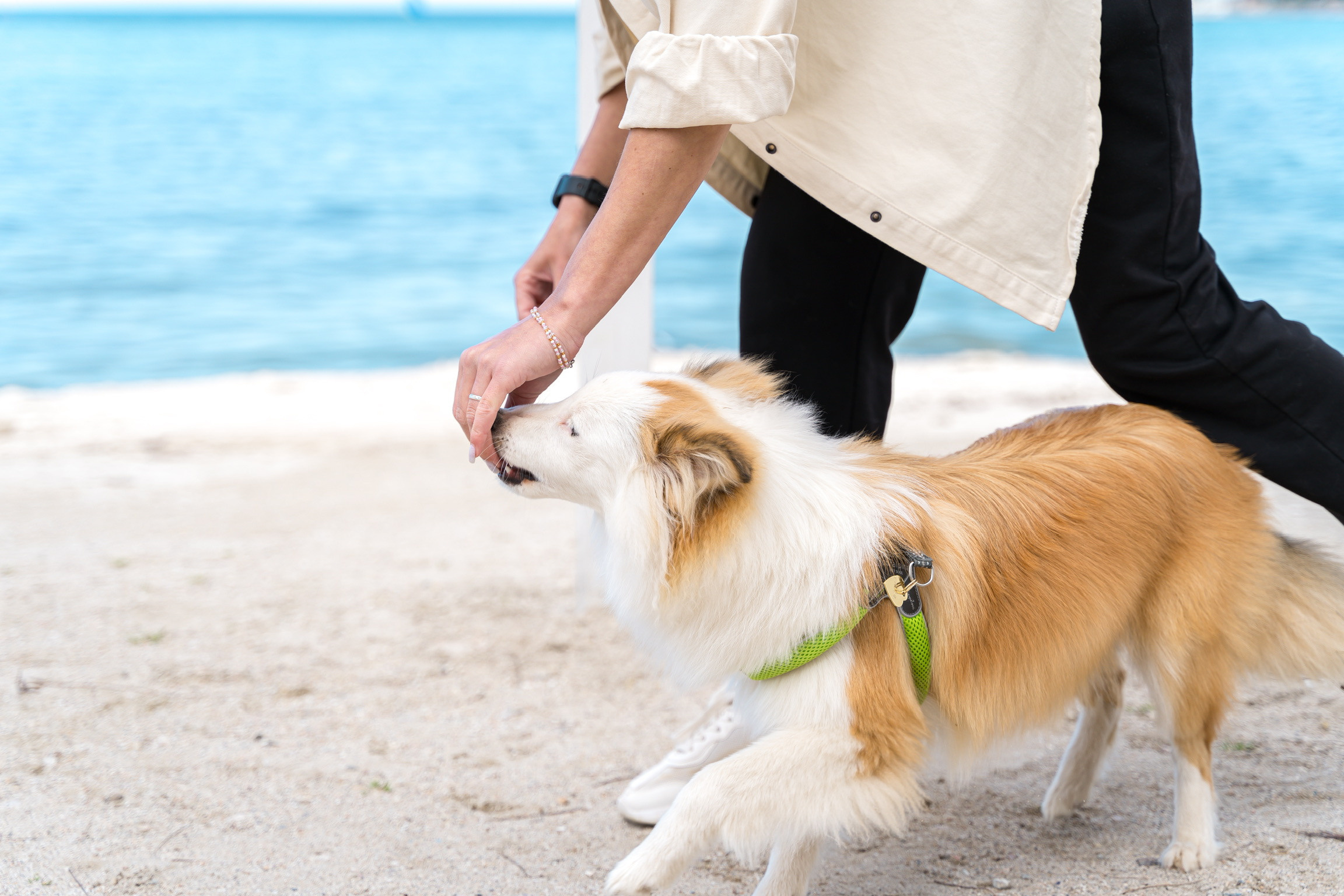 Анастасия. Кинолог, фотопрогулка. Анастасия Дунаева. Фотограф в Севастополе