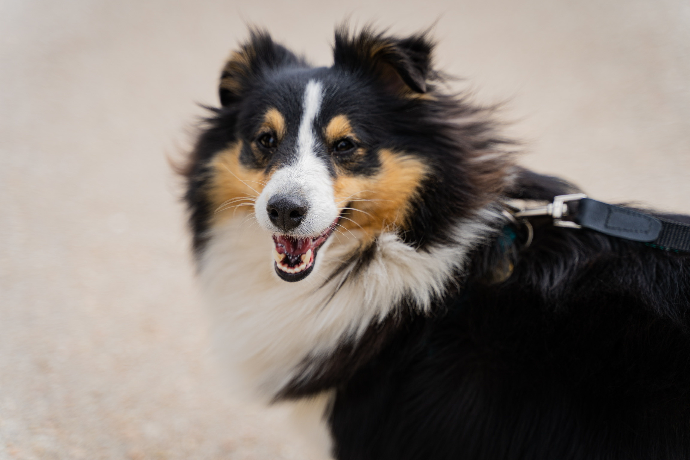 Анастасия. Кинолог, фотопрогулка. Анастасия Дунаева. Фотограф в Севастополе