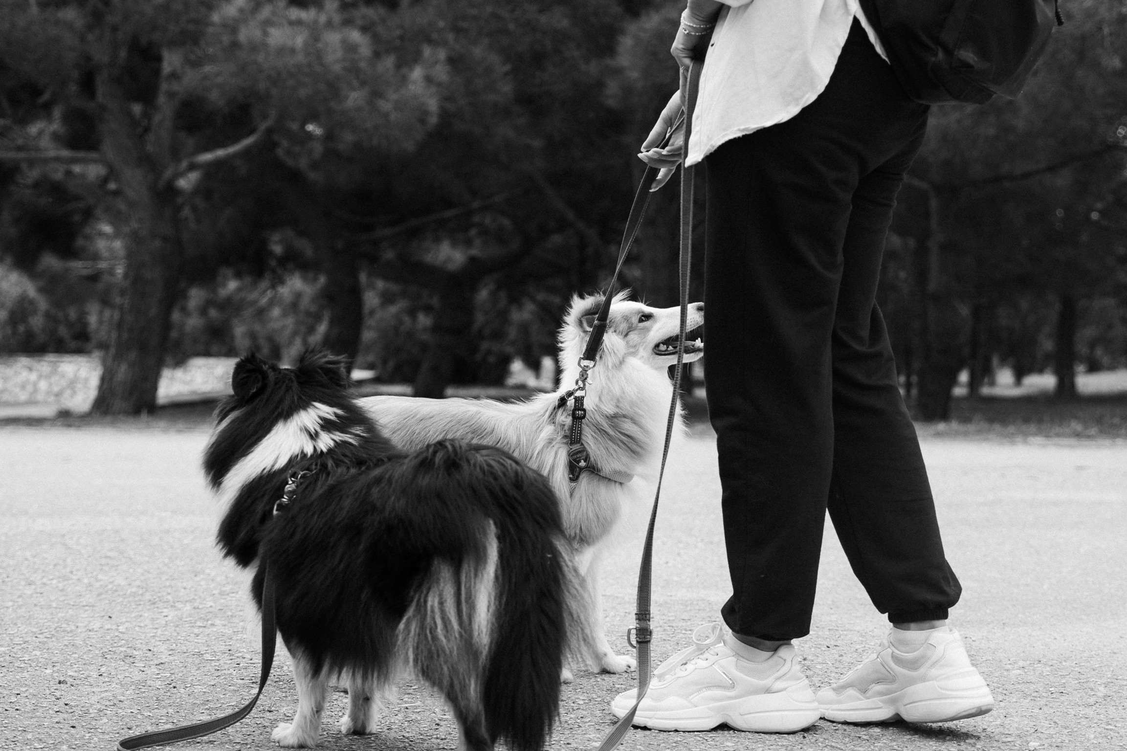 Анастасия. Кинолог, фотопрогулка. Анастасия Дунаева. Фотограф в Севастополе